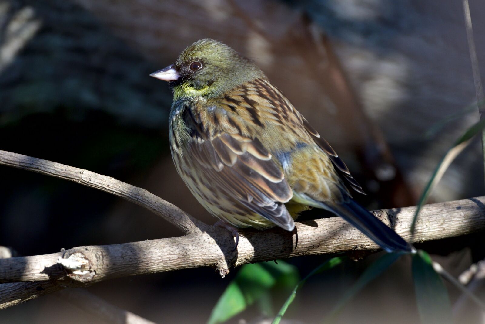 Nikon D500 sample photo. Bird, natural, wild animals photography