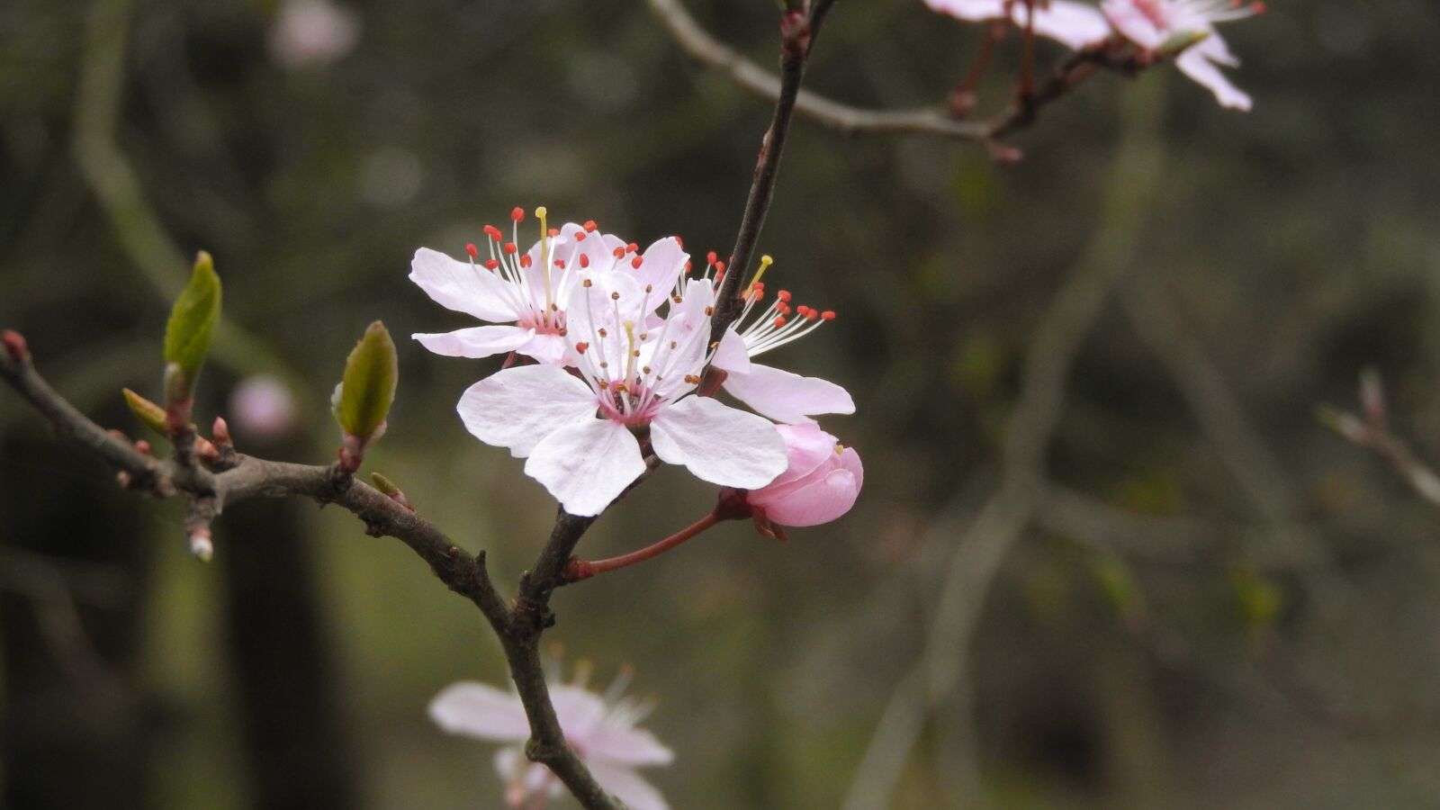 Nikon Coolpix P610 sample photo. Pink flowers, romantic, tenderly photography