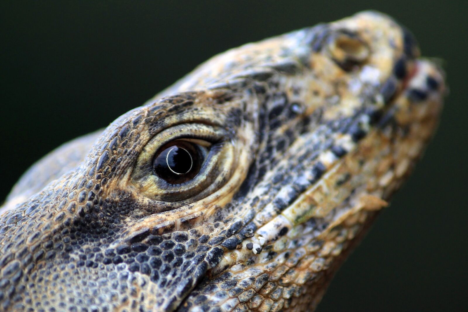 Canon EOS 7D sample photo. Lizard, iguana, dragon photography