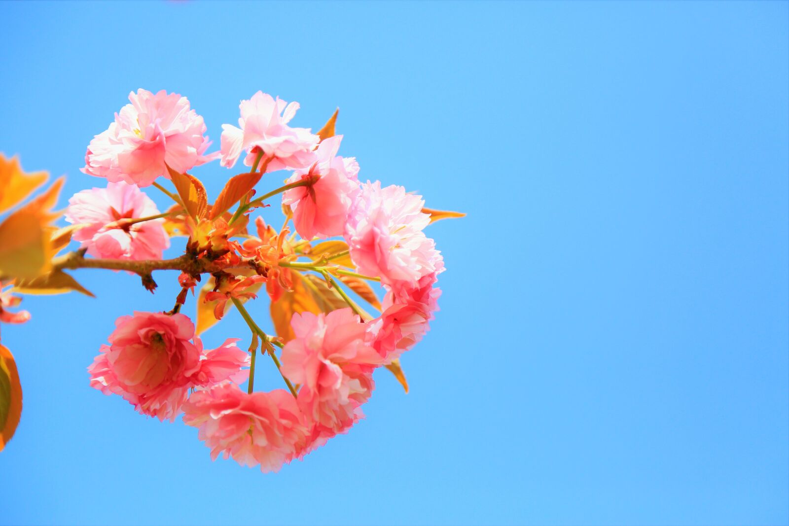 Canon EOS 5D Mark III sample photo. Flower, nature, spring photography