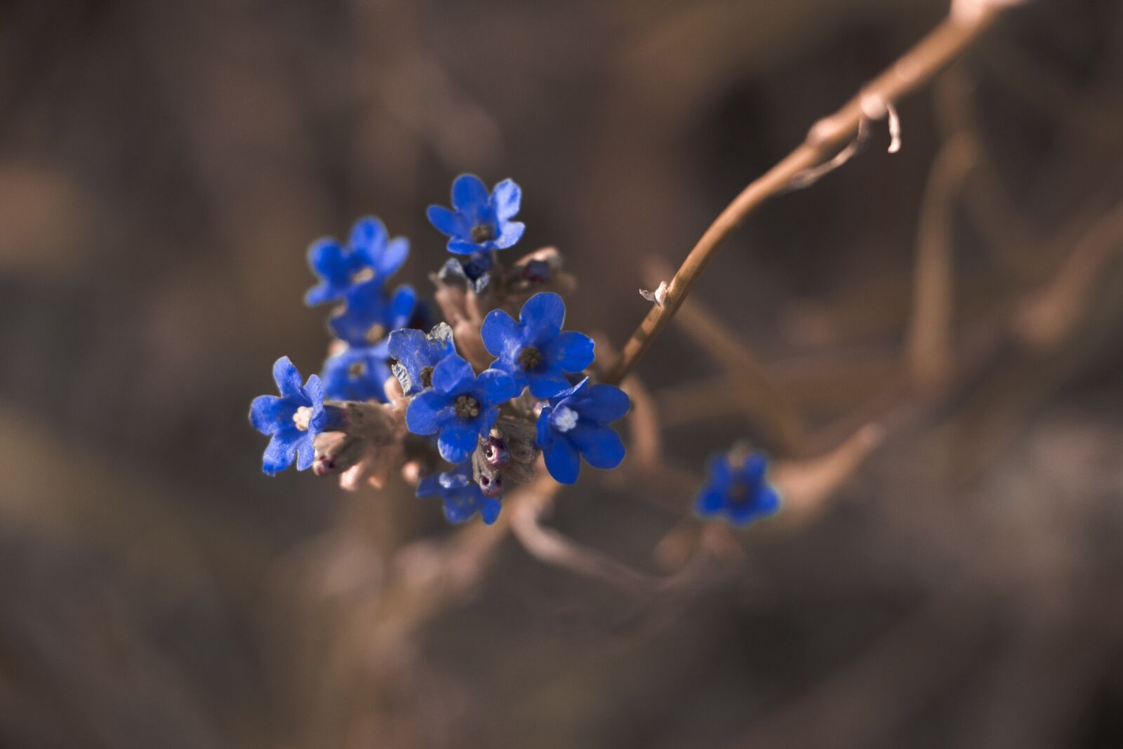 Canon EOS 700D (EOS Rebel T5i / EOS Kiss X7i) sample photo. Beautiful, bloom, blooming photography