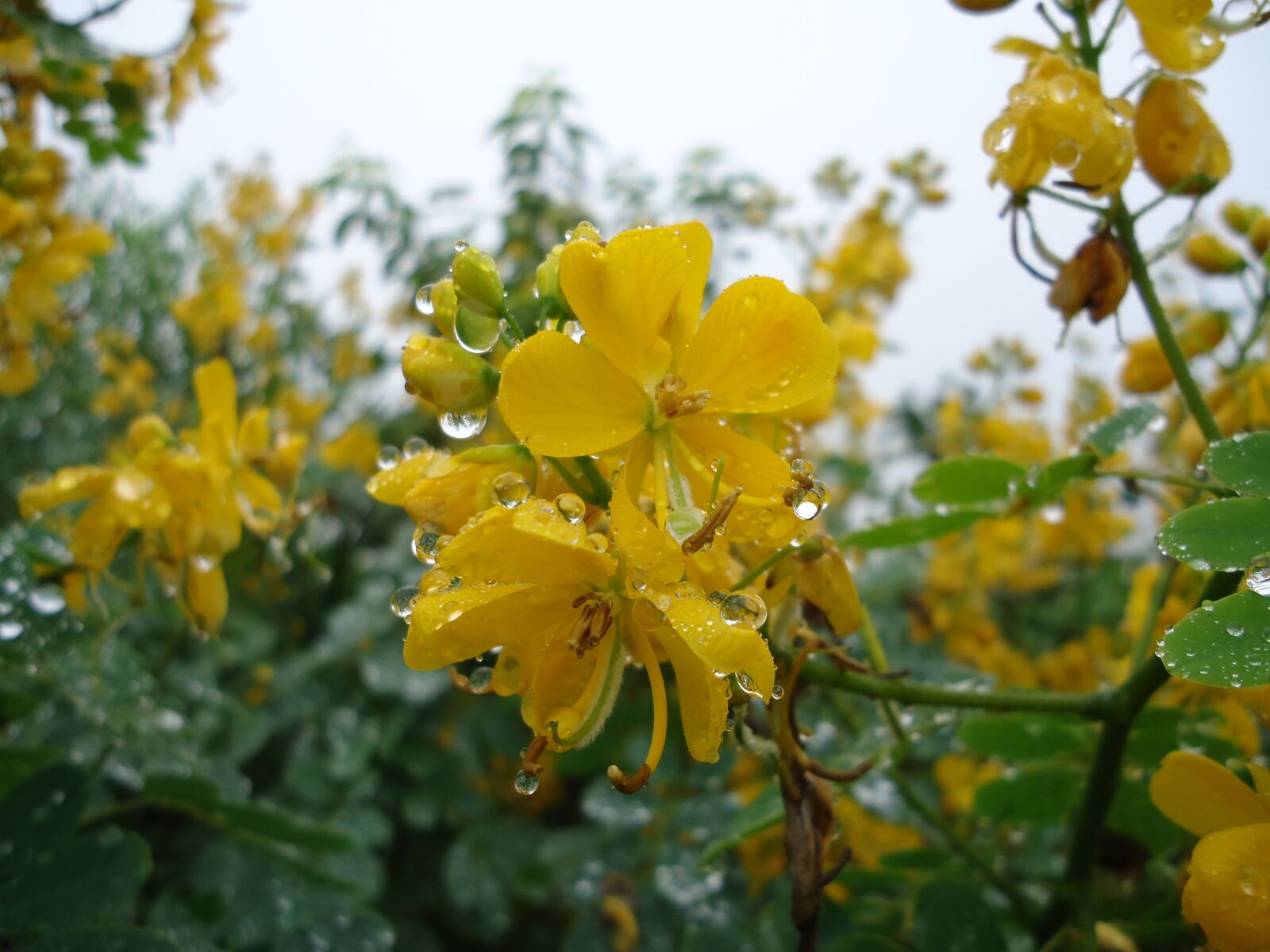 Sony Cyber-shot DSC-W610 sample photo. Yellow flowers, wet, rain photography