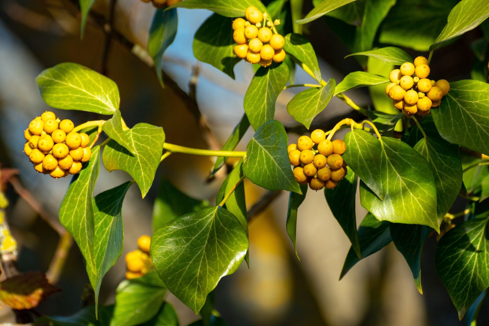 Sony a6500 + Sony DT 50mm F1.8 SAM sample photo. Ivy, fruit, berries photography