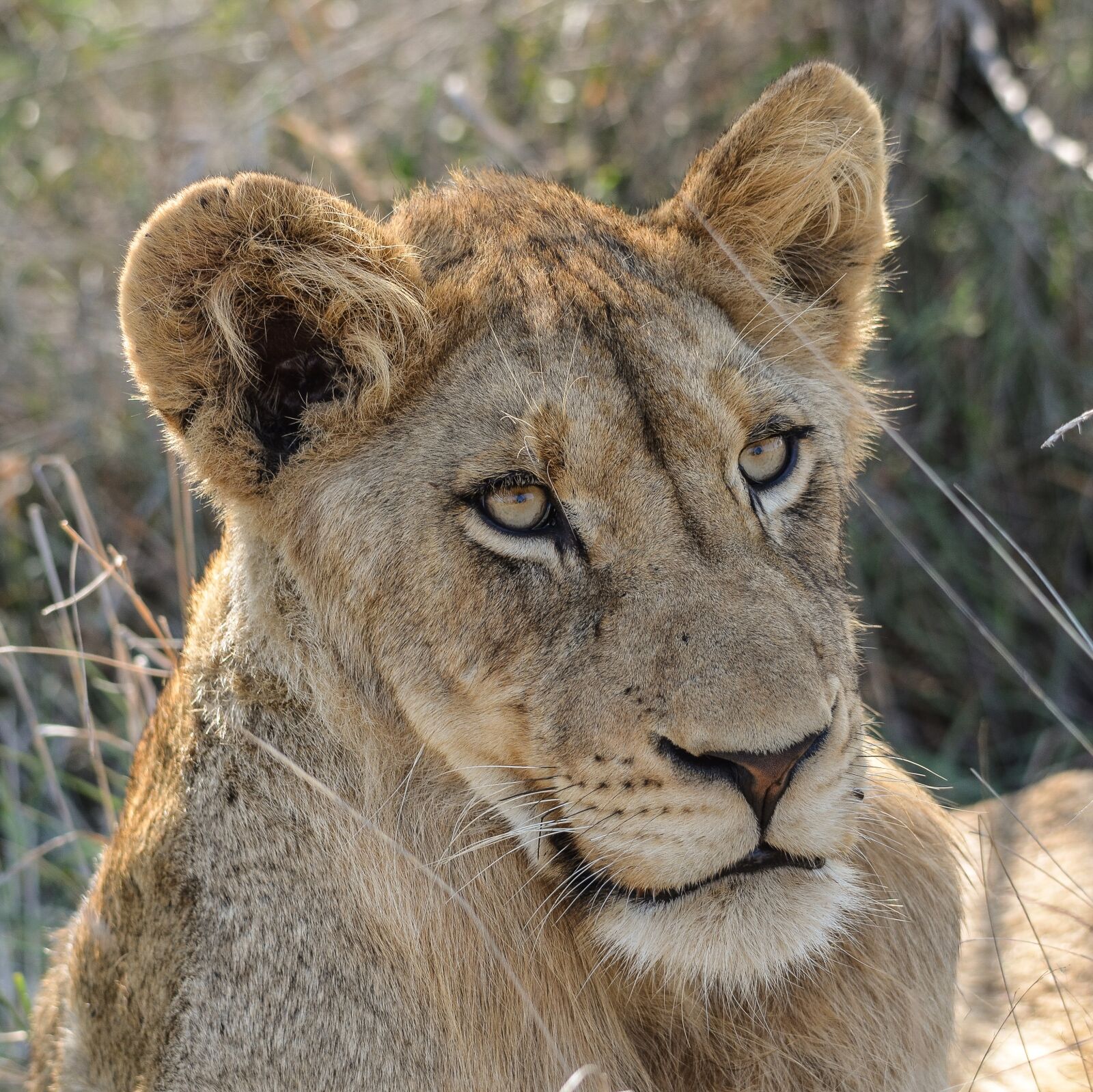 Nikon D7000 sample photo. Lioness, africa, savannah photography