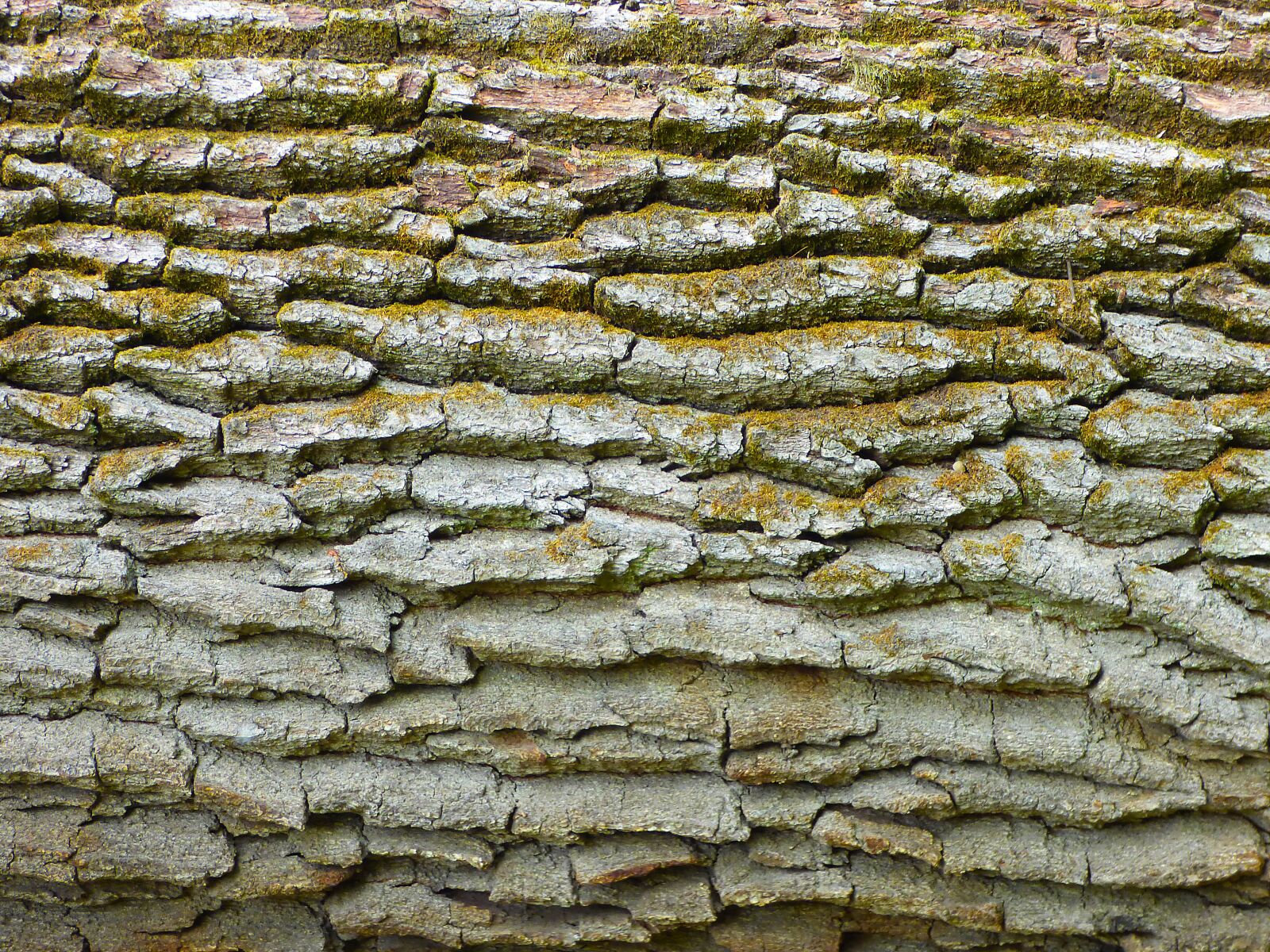 Panasonic DMC-FZ72 sample photo. Bark, nature tree trunk photography
