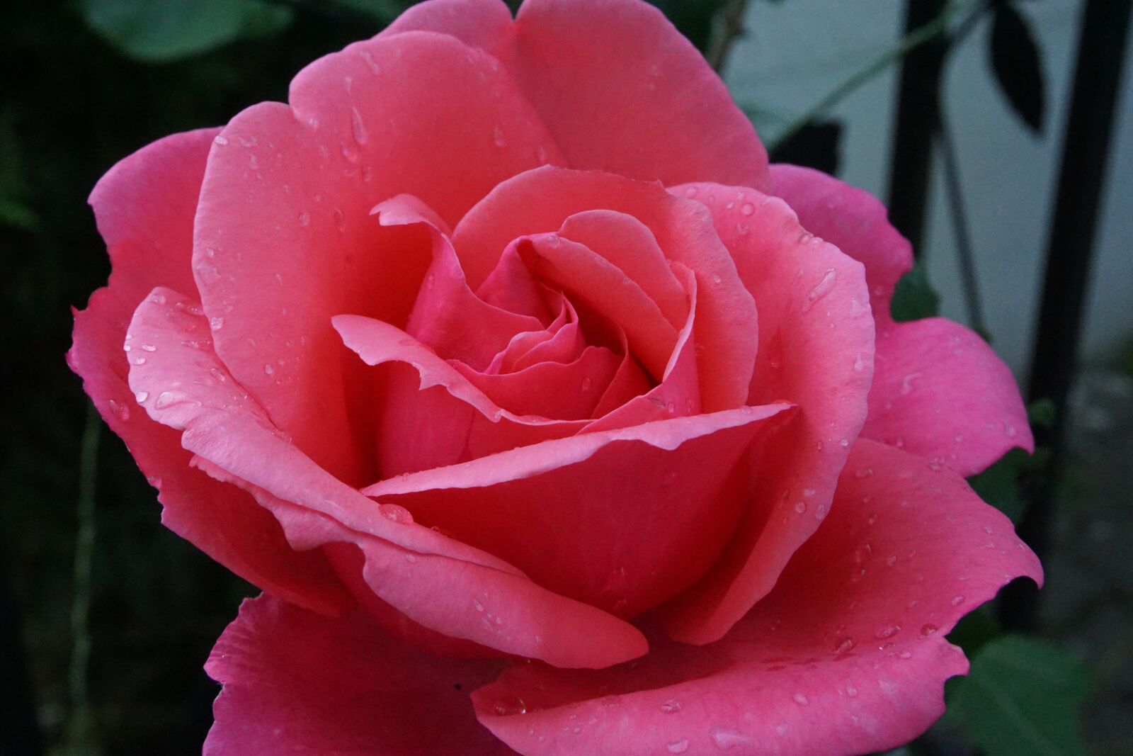 Sony a6000 sample photo. Rose, blossom, bloom photography