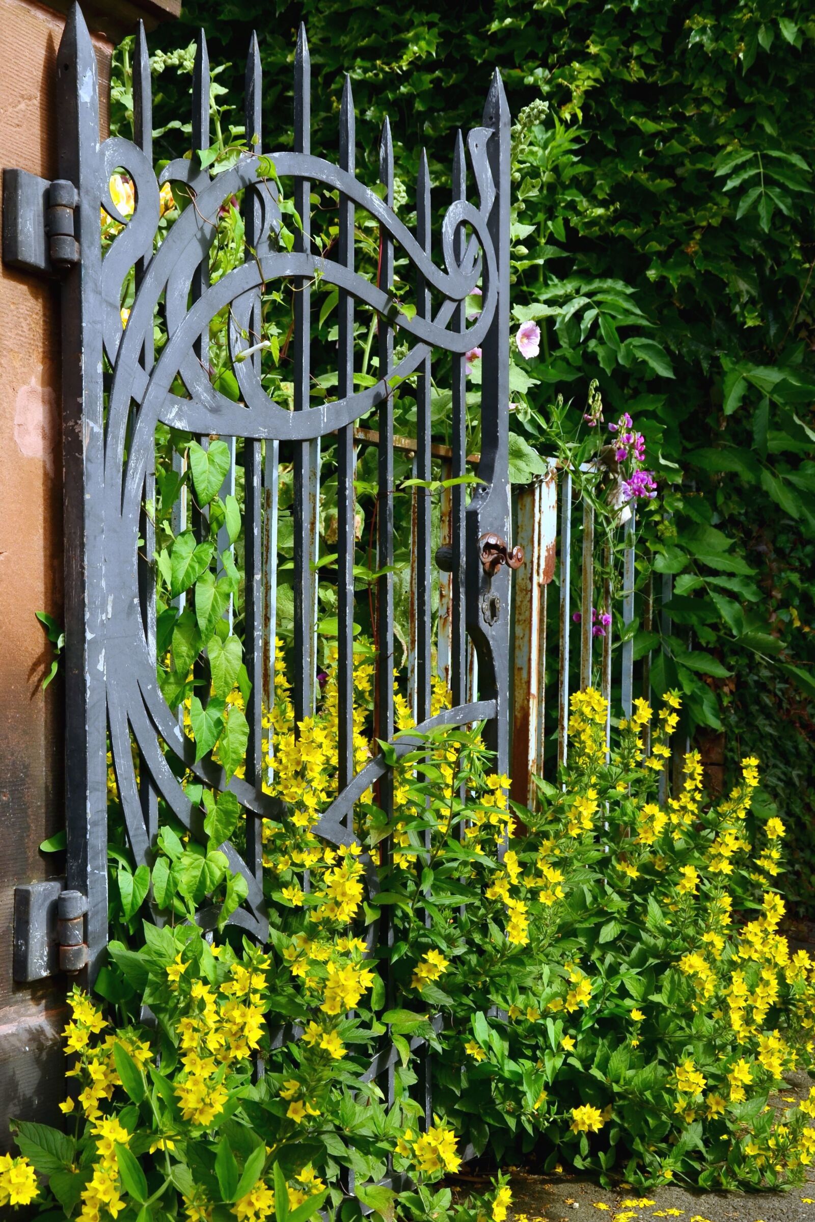 Nikon D5100 sample photo. Flower, flowering, plant, fence photography