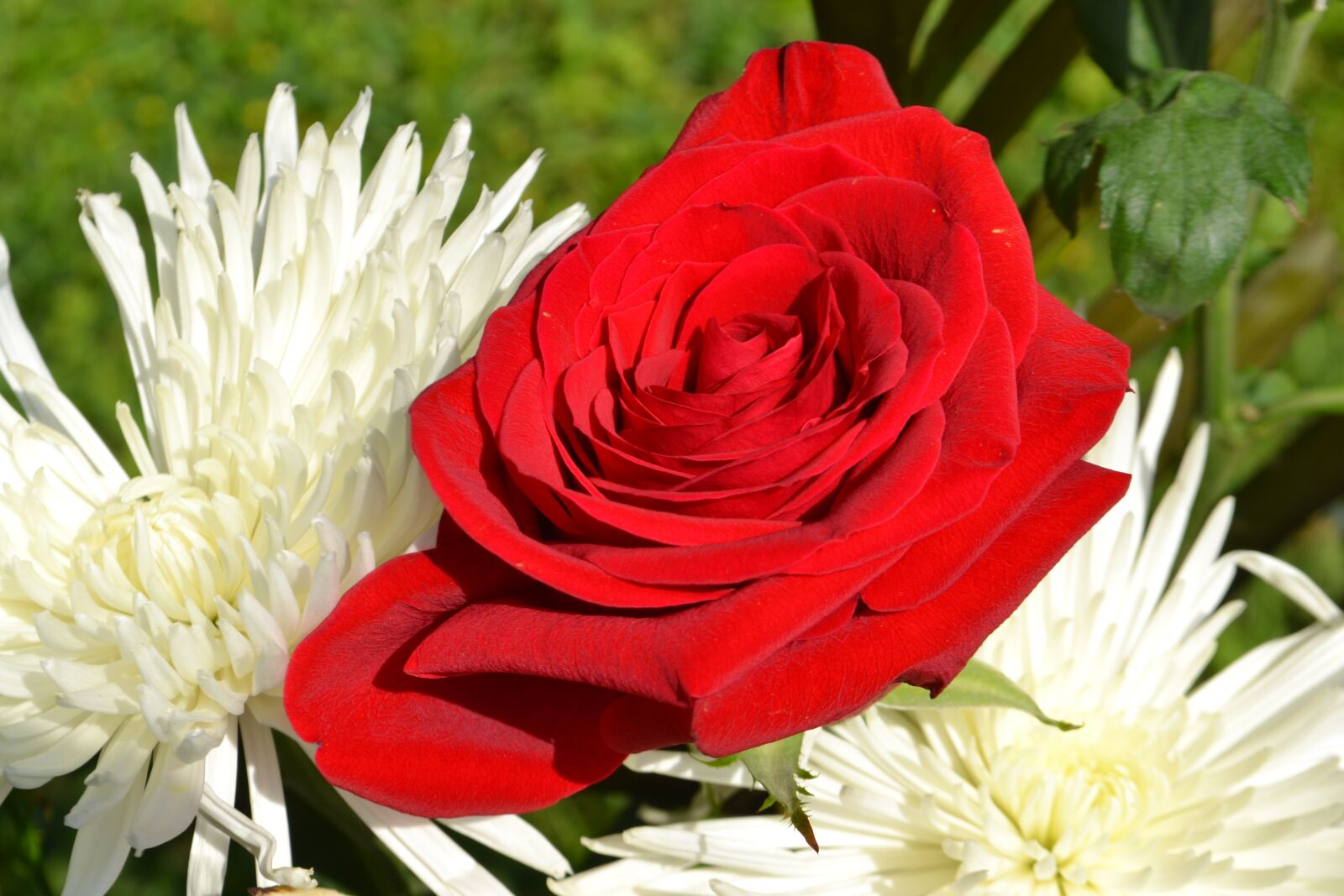 Nikon D3100 sample photo. Flower, nature, flora photography
