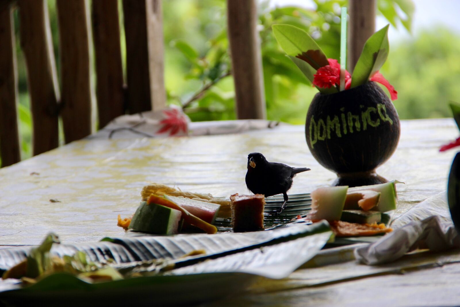 Canon EOS 600D (Rebel EOS T3i / EOS Kiss X5) sample photo. Dominica, bird, hunger photography