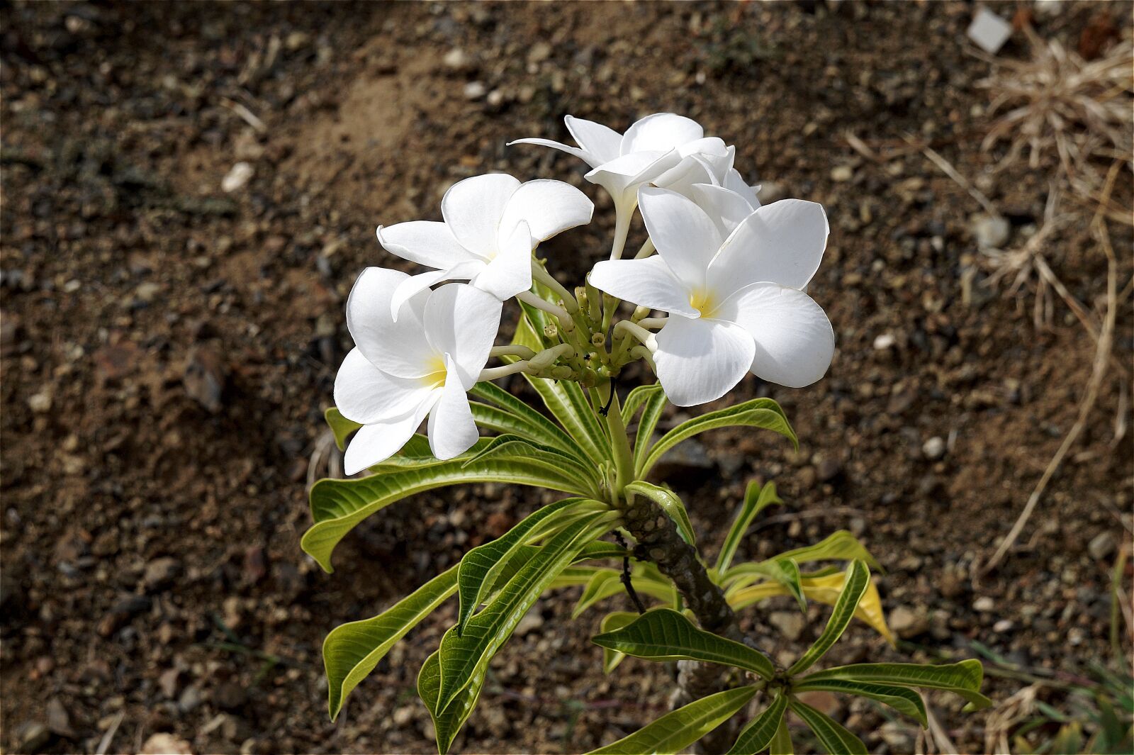 Sony Alpha a3000 + Sony E 18-55mm F3.5-5.6 OSS sample photo. Plumeria, white flowers, spring photography