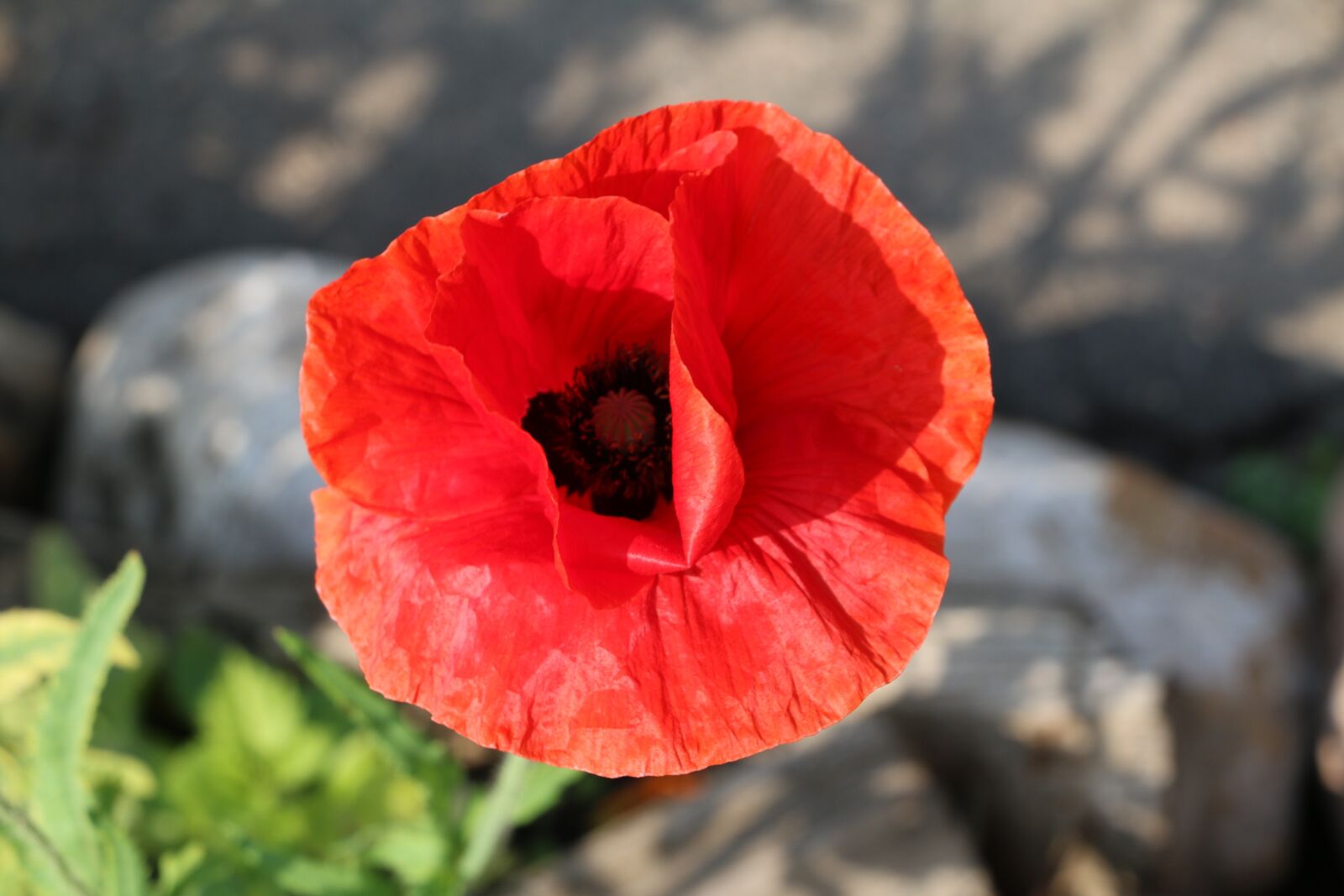 Canon EOS 70D sample photo. Flower, mack, summer flowers photography