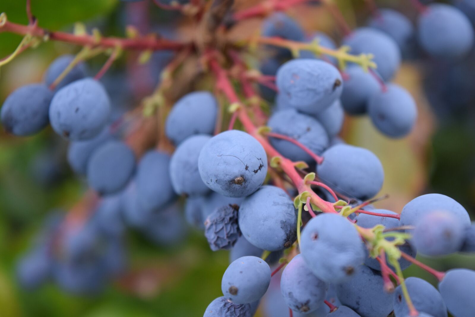 Nikon D3300 sample photo. Barberry, mahonia bealei, berries photography