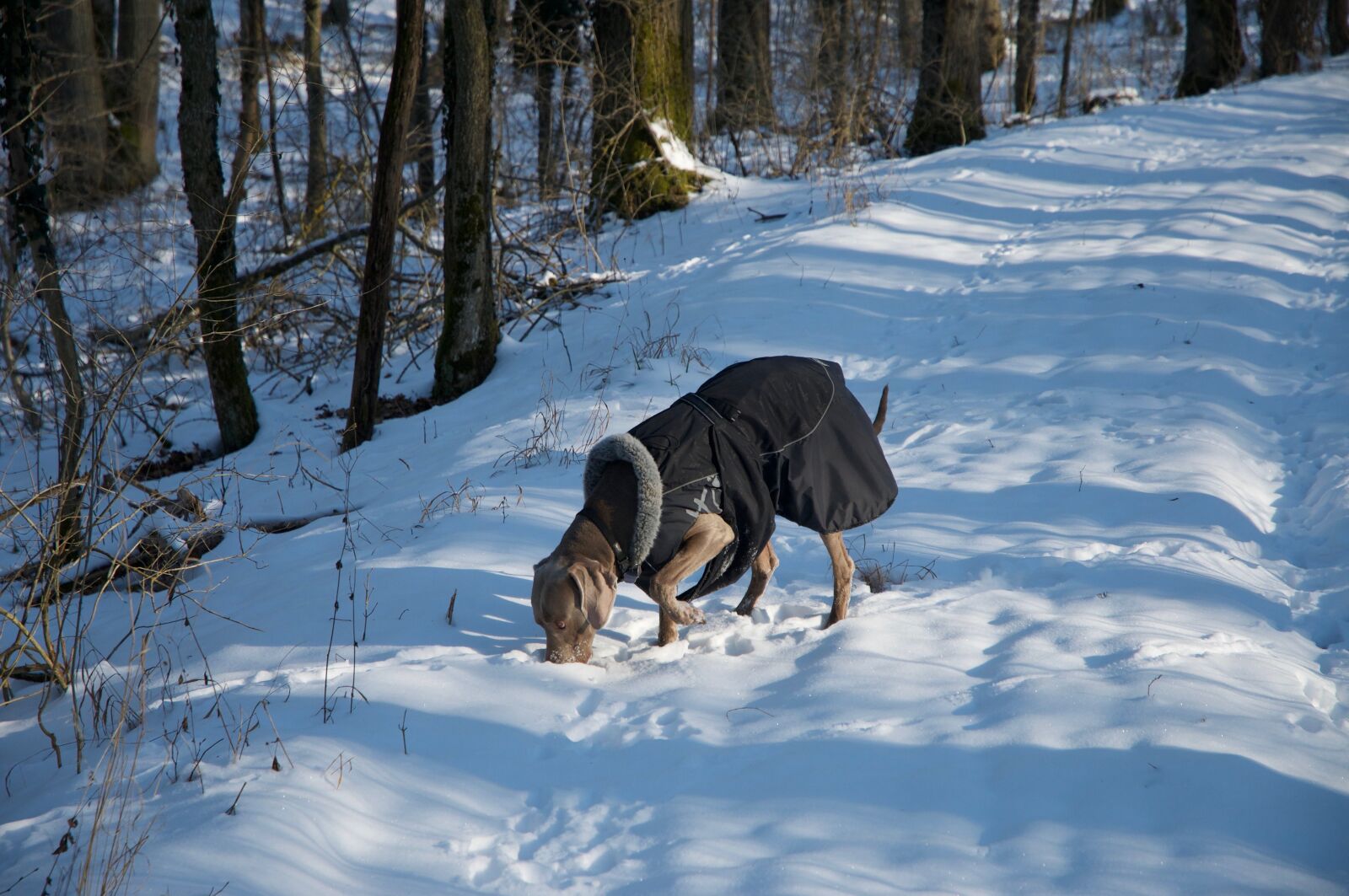 Nikon D300 sample photo. Dog, weimaraner, winter photography