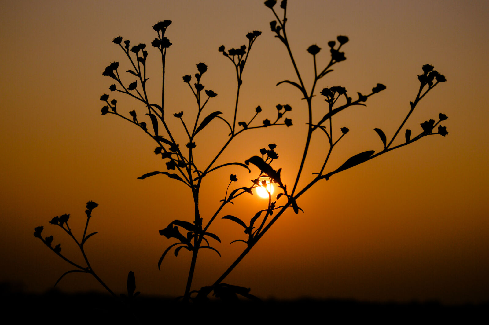 Nikon D3200 sample photo. Silhouette, of, plant, during photography