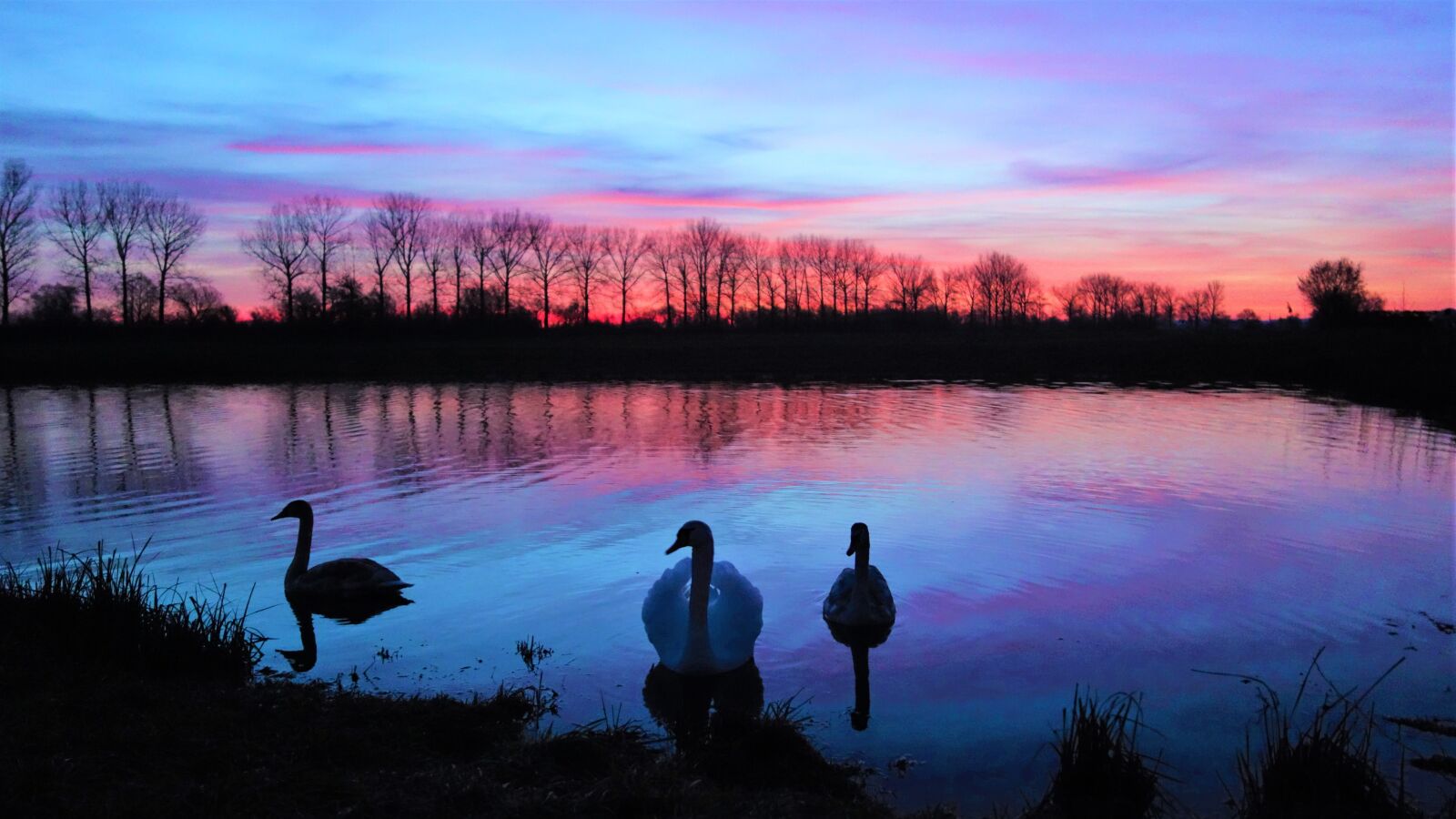 Sony Cyber-shot DSC-RX100 sample photo. Swans, waters, lake photography
