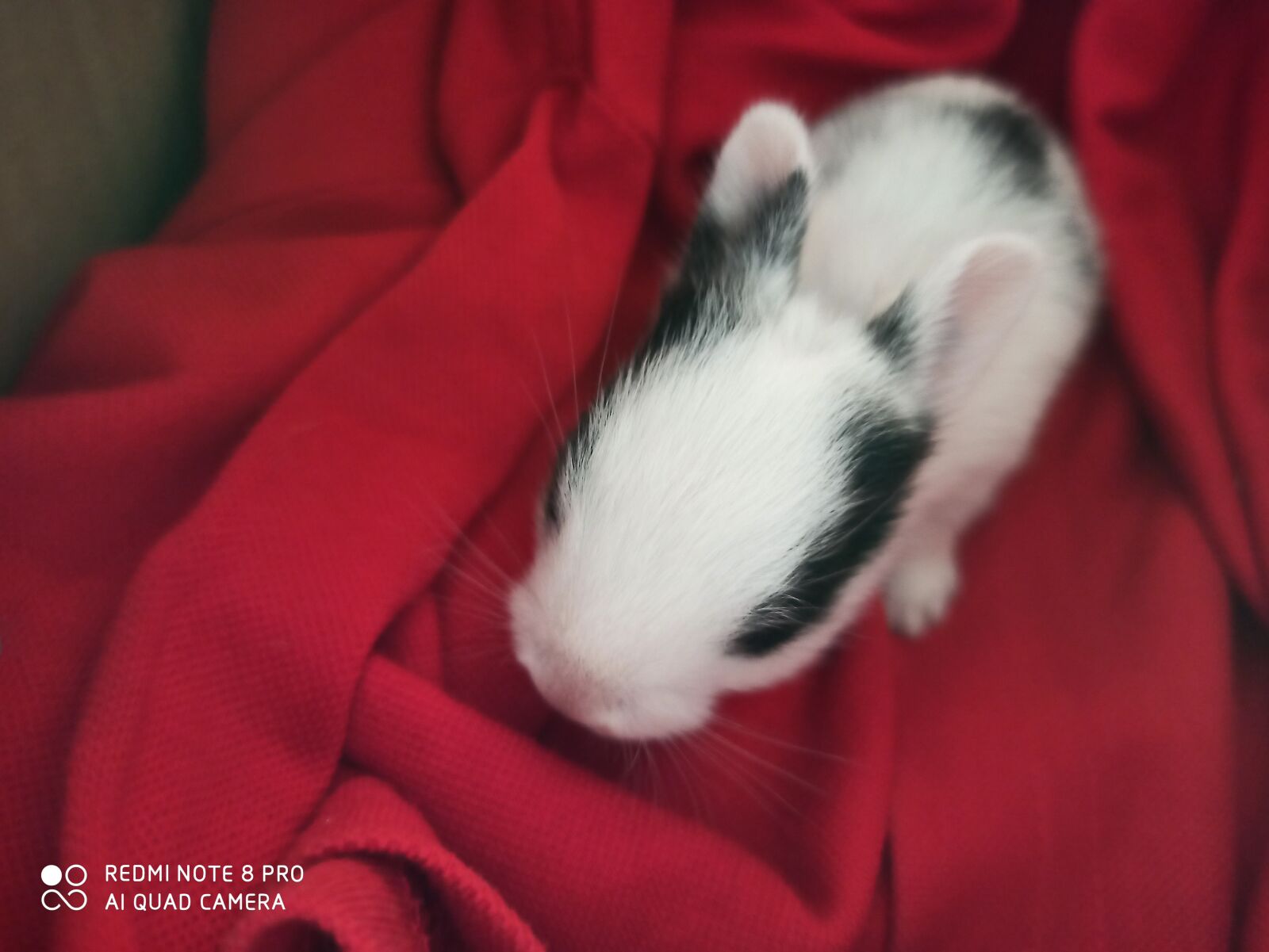 Xiaomi Redmi Note 8 Pro sample photo. Rabbit, cute, india photography