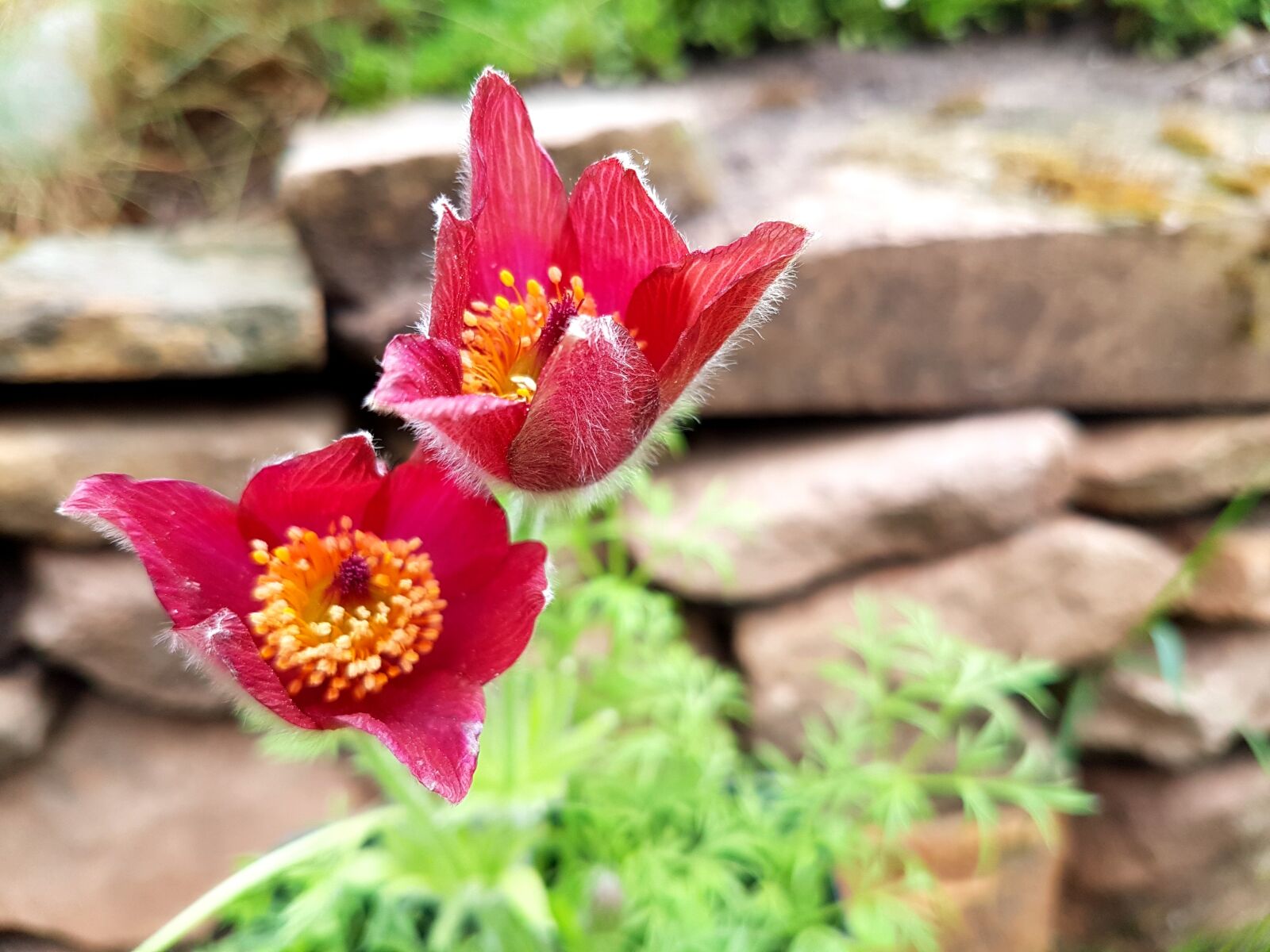 Samsung Galaxy S7 sample photo. Flowers, spring, rockery photography