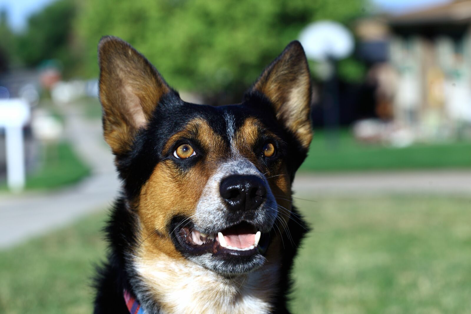 Canon EOS 5D Mark II sample photo. Focus, dog, pet photography