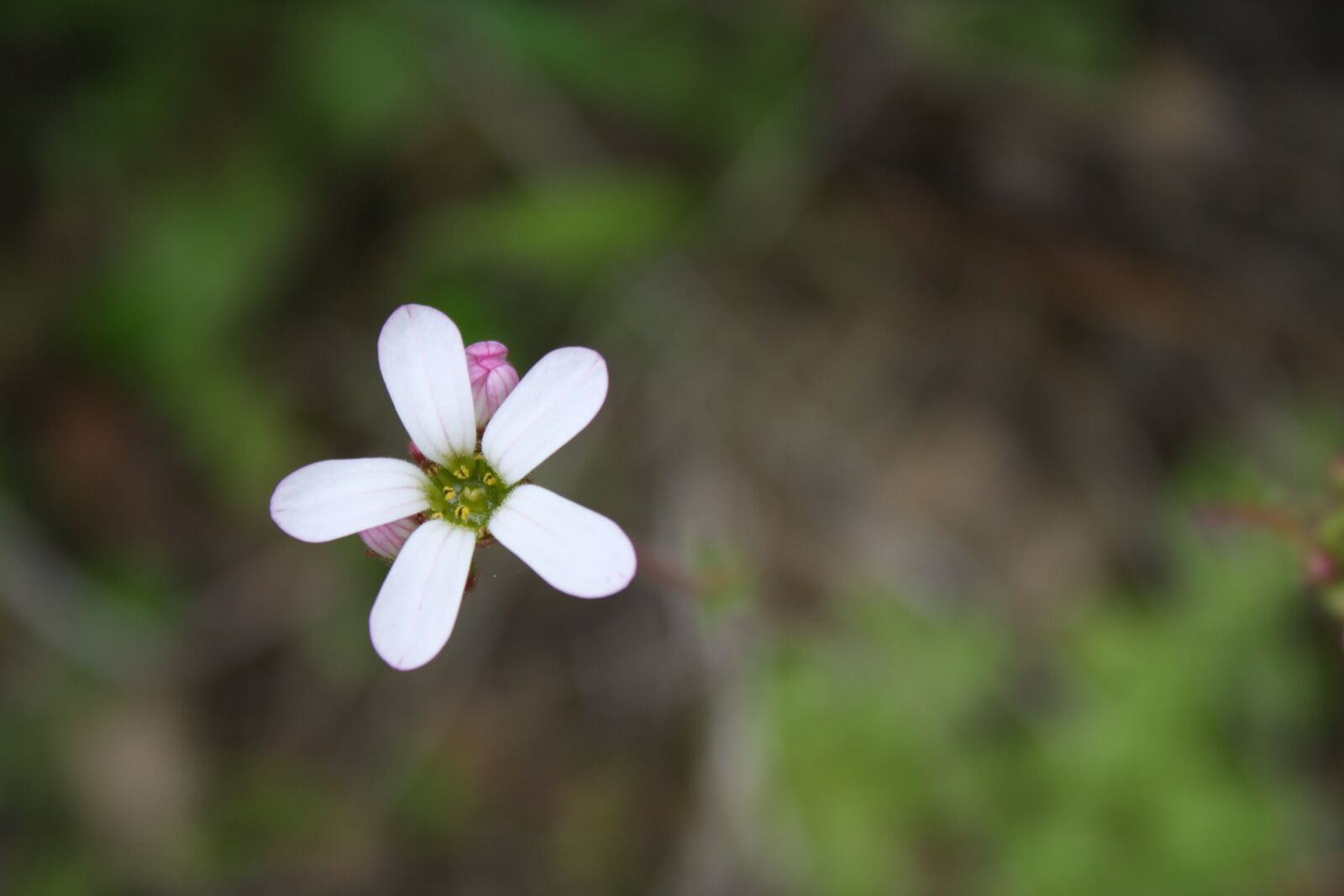 Canon EOS 1000D (EOS Digital Rebel XS / EOS Kiss F) sample photo. Flower, nature, close up photography