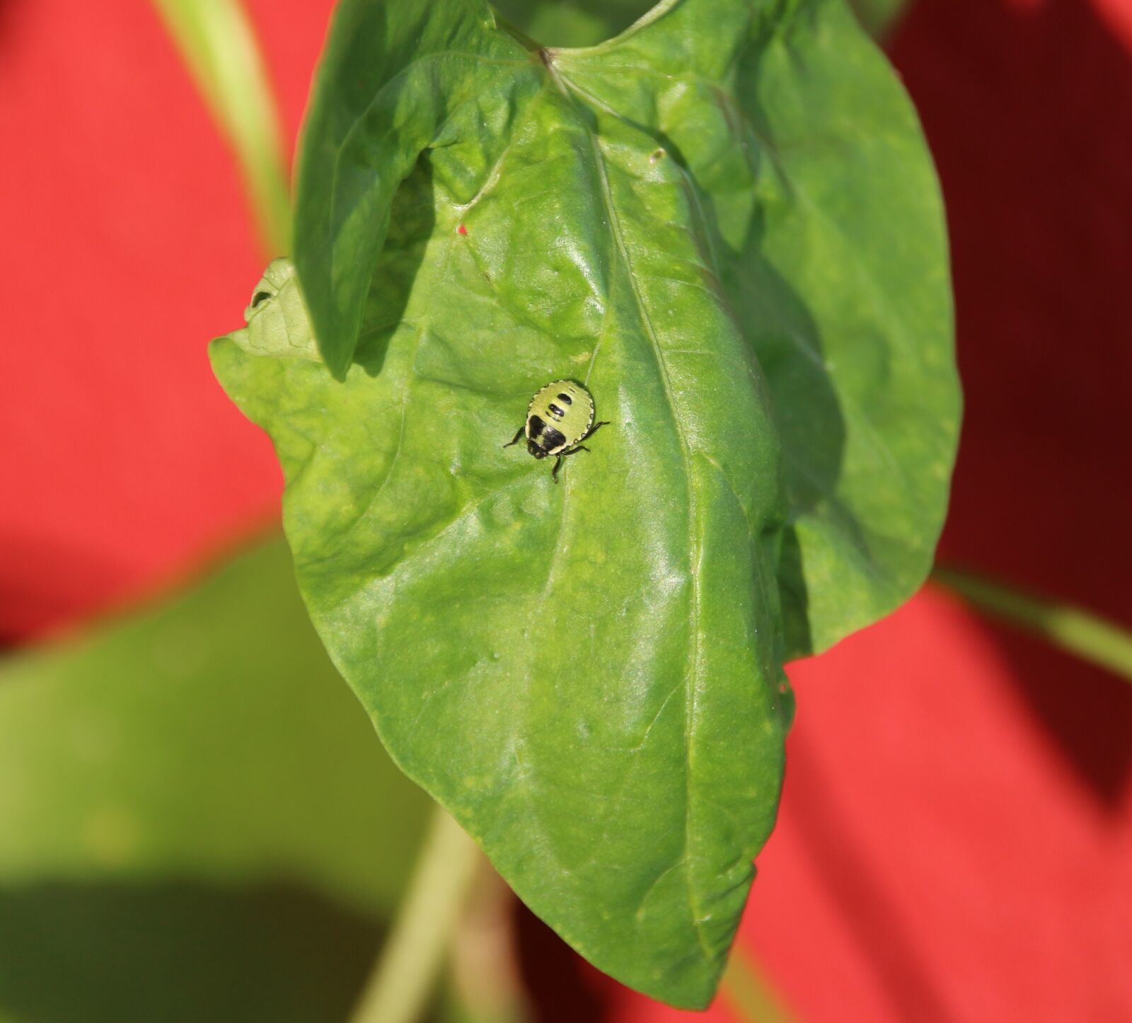 Canon EOS 70D sample photo. Beetle, leaf, nature photography