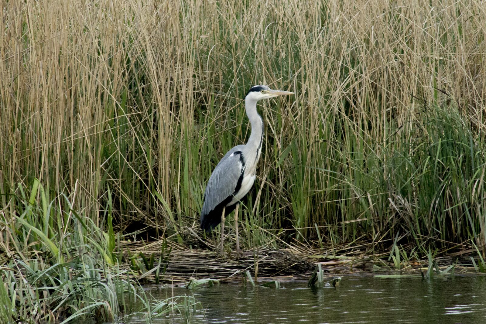 Canon EF75-300mm f/4-5.6 sample photo. Heron, bird, beak photography