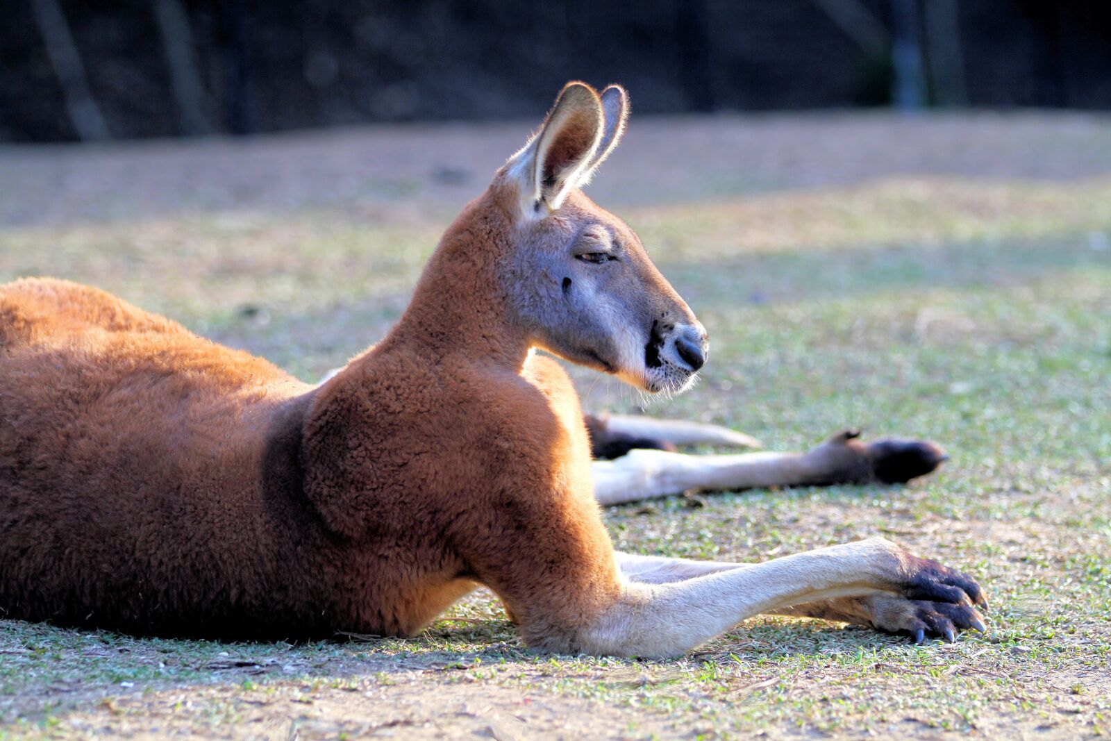 Canon EOS 7D sample photo. Kangaroo, red, australia photography