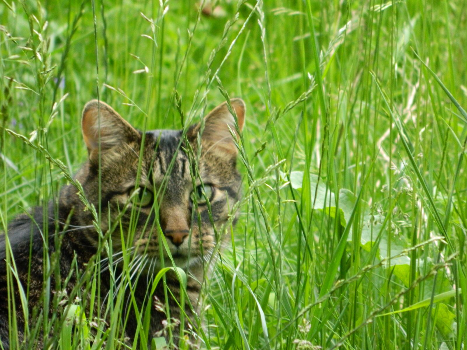 Nikon Coolpix L120 sample photo. Cat, grass, animal photography