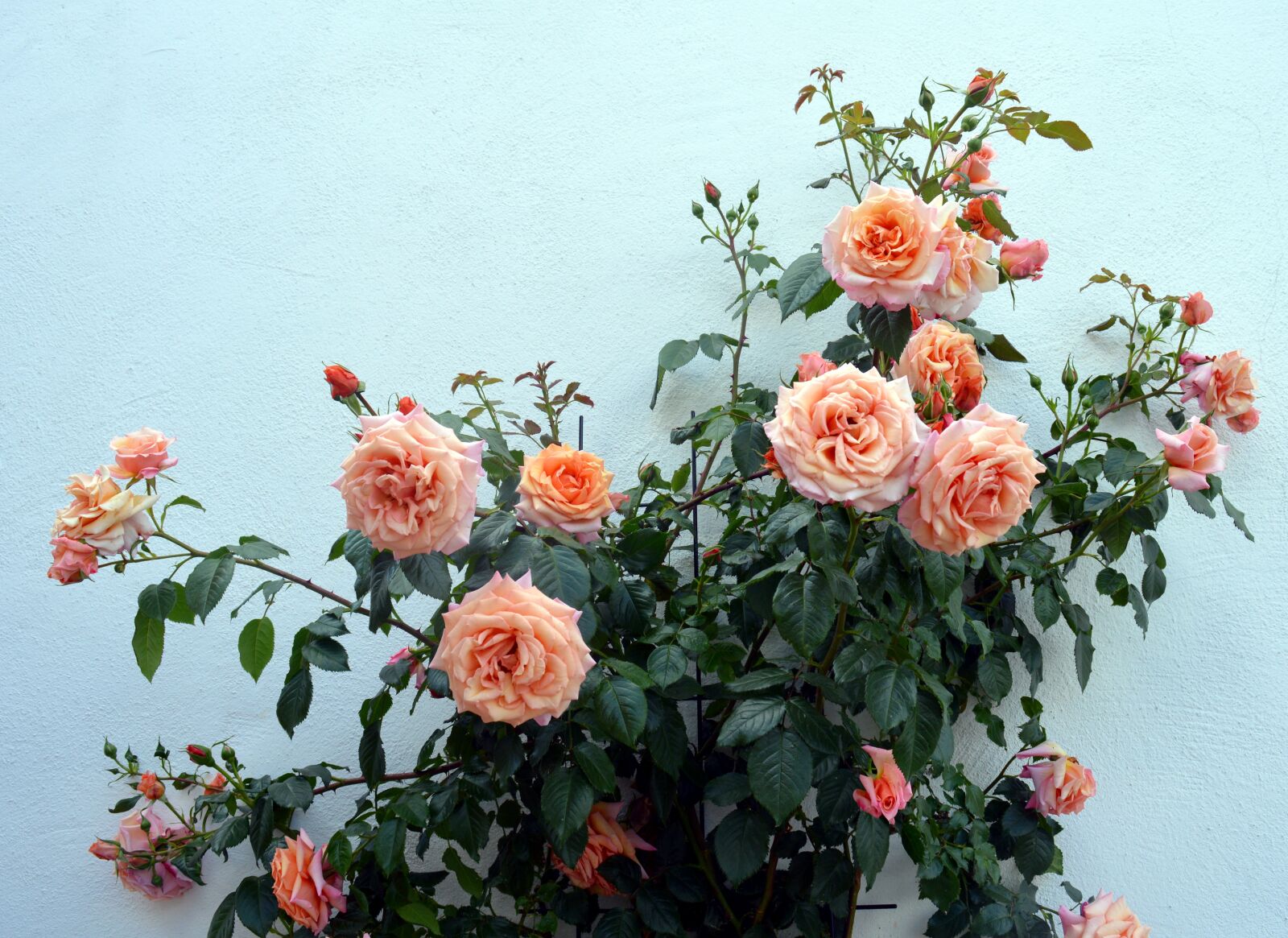 Nikon D3200 sample photo. Rose, climbing rose, garden photography