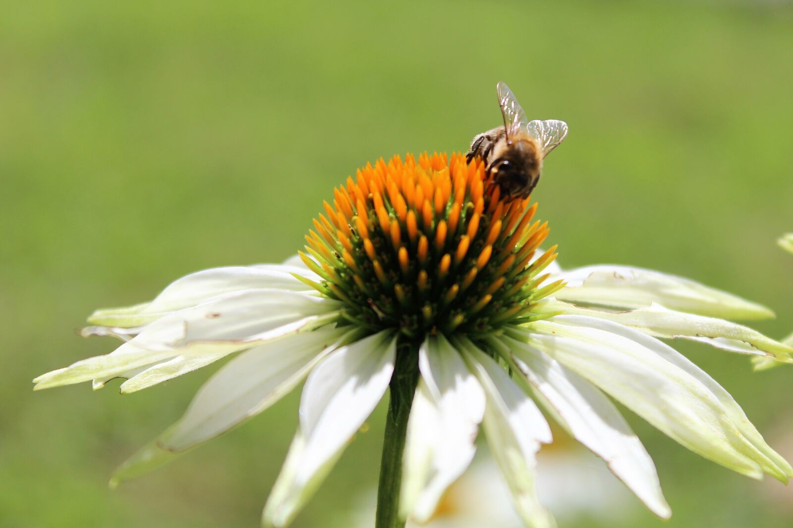 Canon EOS 1200D (EOS Rebel T5 / EOS Kiss X70 / EOS Hi) sample photo. Coneflower, bee, garden photography