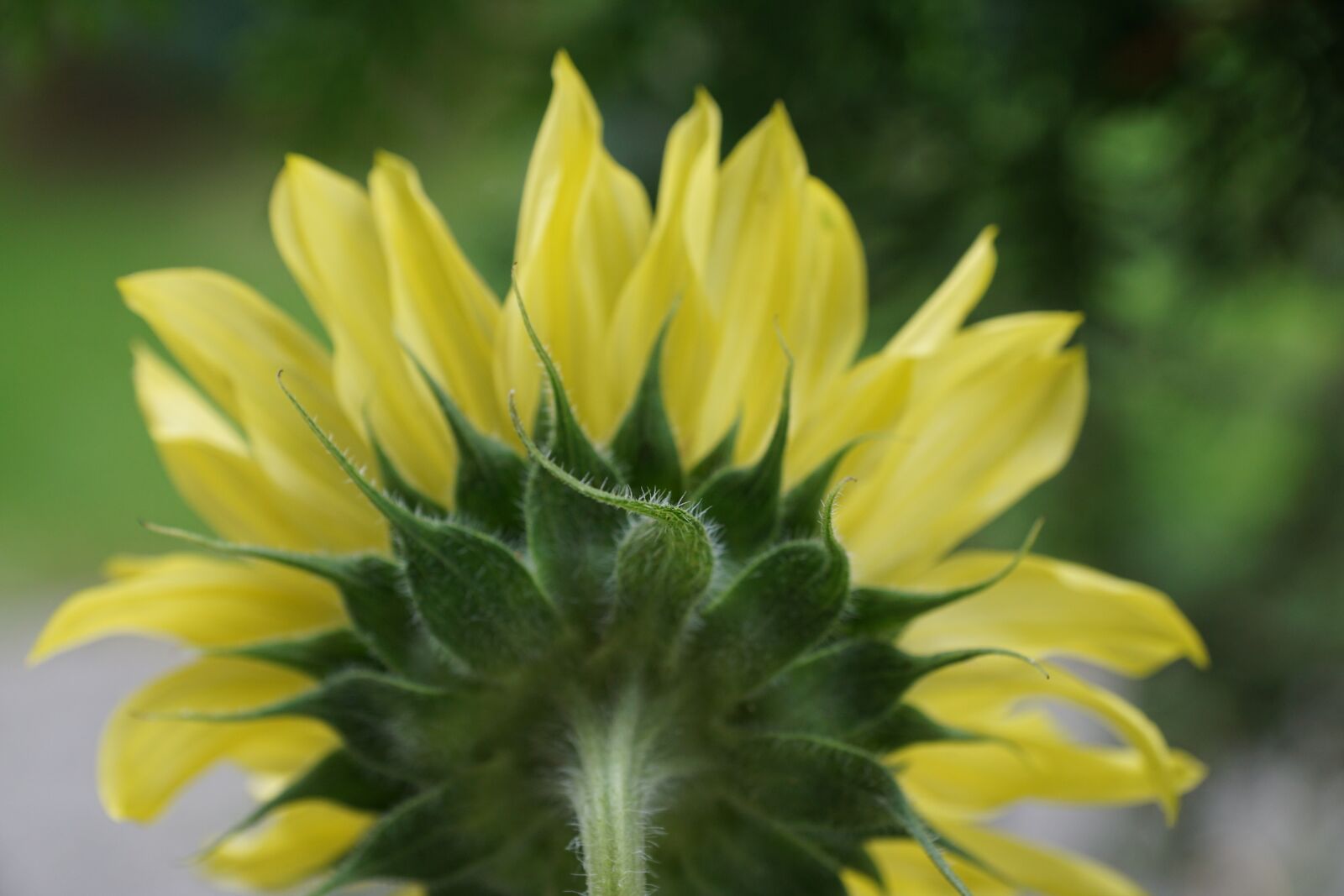 Sony DT 16-50mm F2.8 SSM sample photo. Sunflower, yellow, plant photography