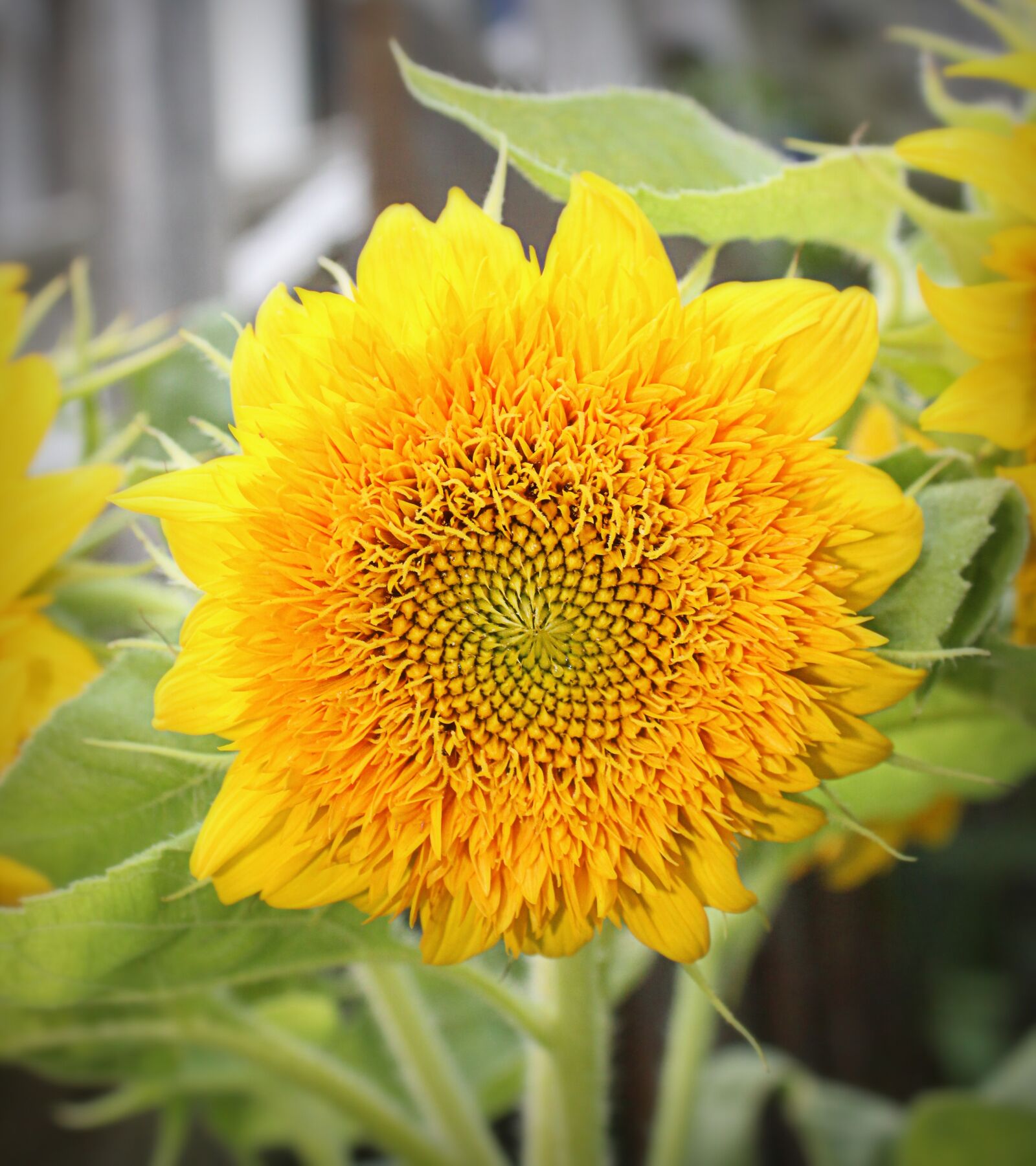 Canon EOS 1200D (EOS Rebel T5 / EOS Kiss X70 / EOS Hi) sample photo. Yellow, sunflower, flower photography