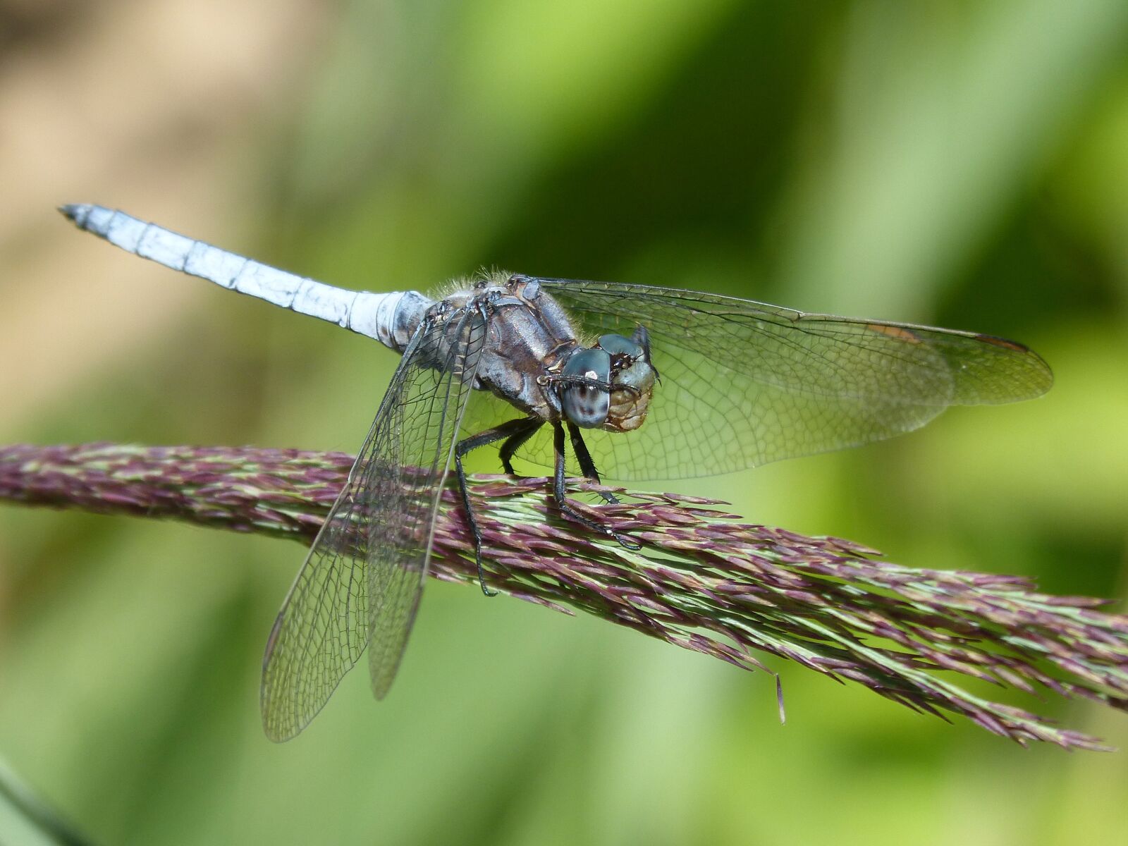 Panasonic DMC-FZ62 sample photo. Blue dragonfly, cane, duster photography