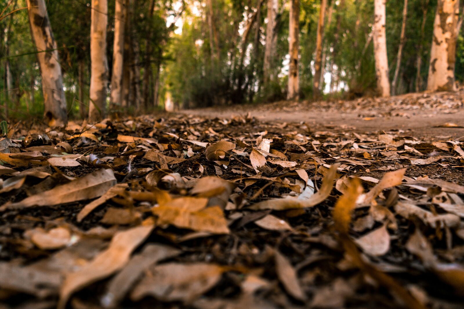 Nikon D5300 sample photo. Autumn, session, leafs photography