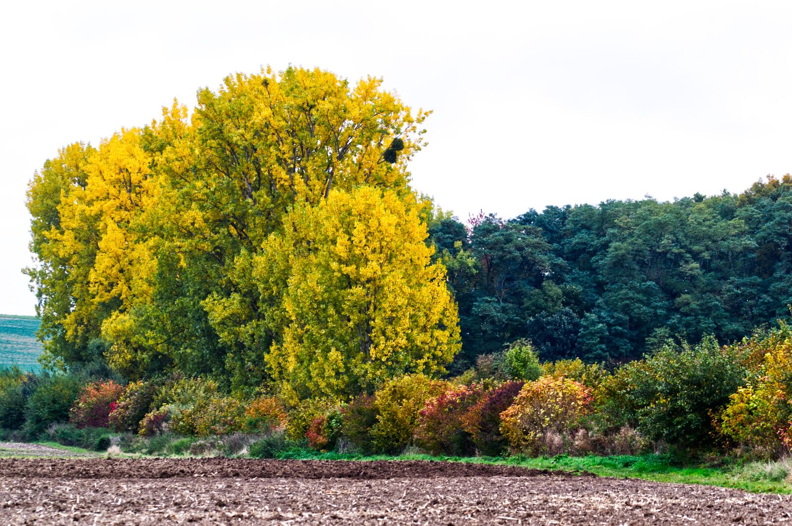 Nikon D3100 sample photo. Autumn, landscape, tree photography