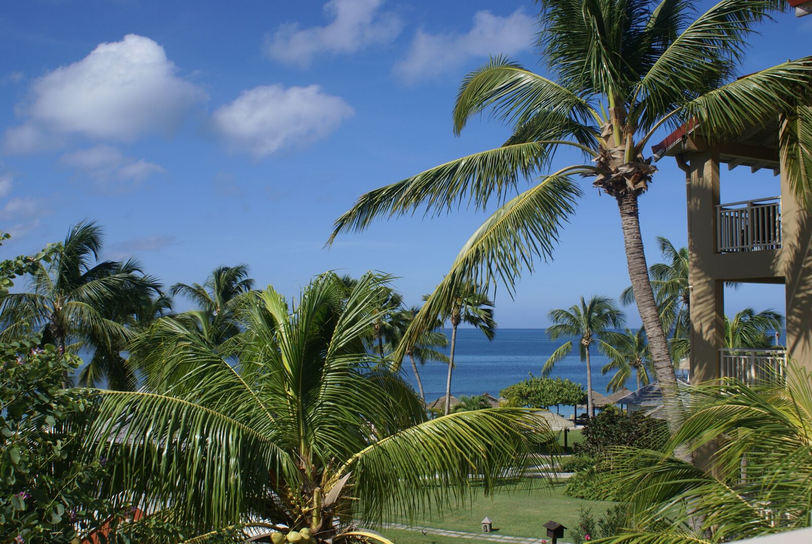 Sony Alpha DSLR-A100 sample photo. Palm tree, beach, summer photography