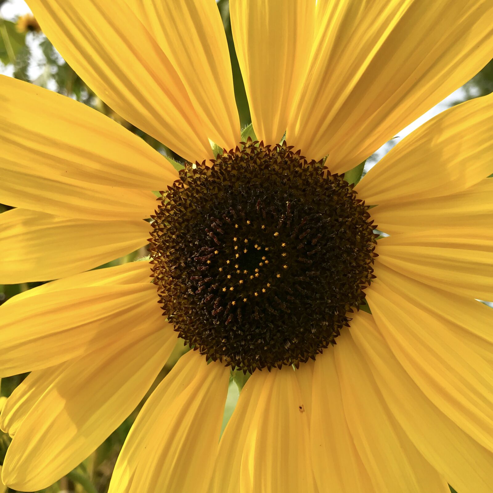 iPhone 7 back camera 3.99mm f/1.8 sample photo. Sunflower, composites, blossom photography
