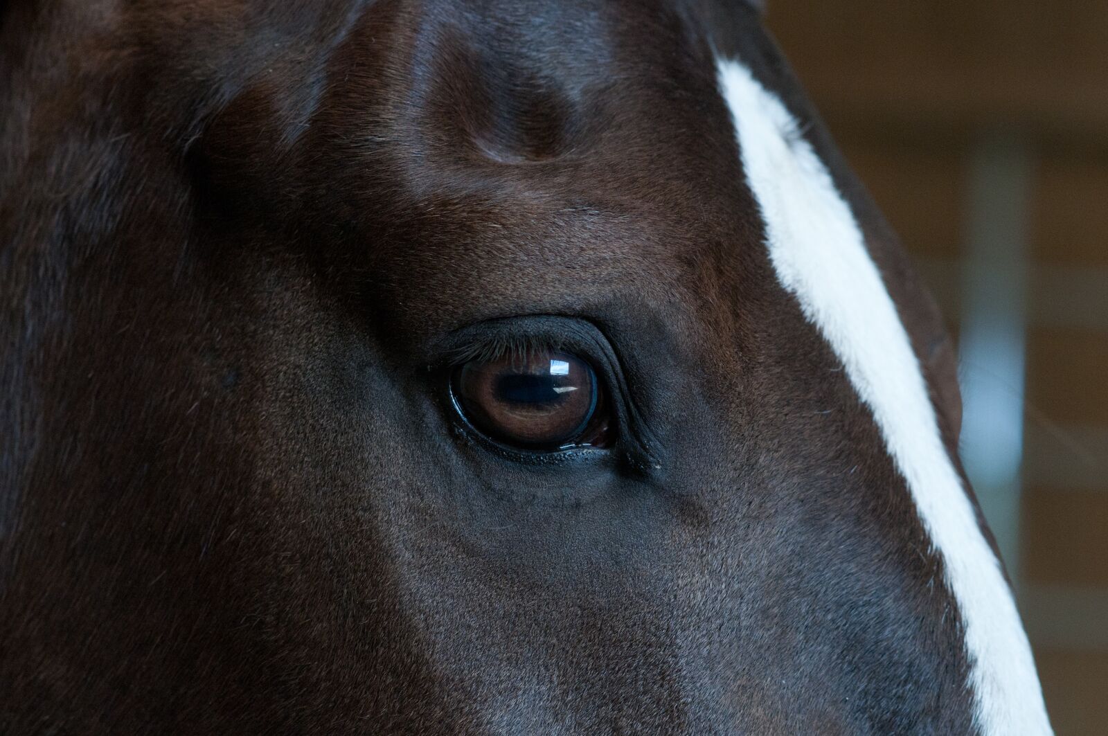 Nikon D300 sample photo. œil, horse, animals photography