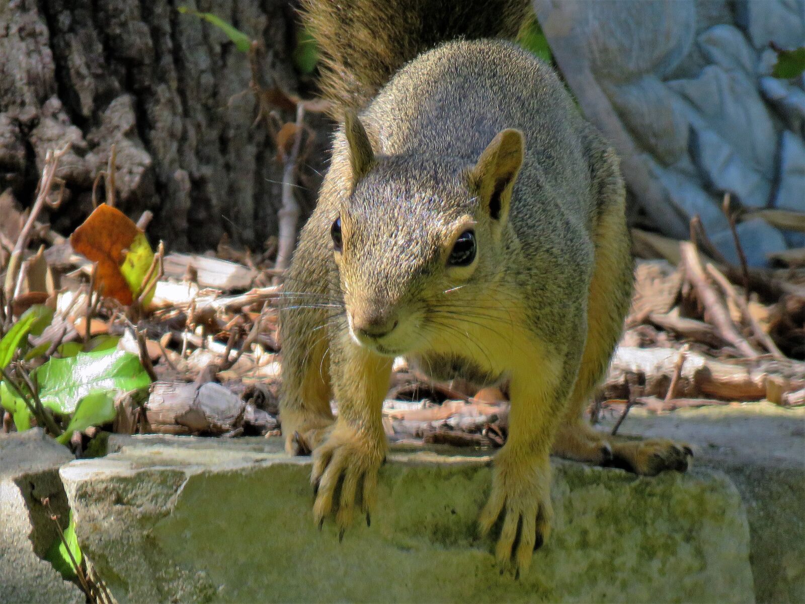 Canon PowerShot SX60 HS sample photo. Squirrel, wildlife, brown photography
