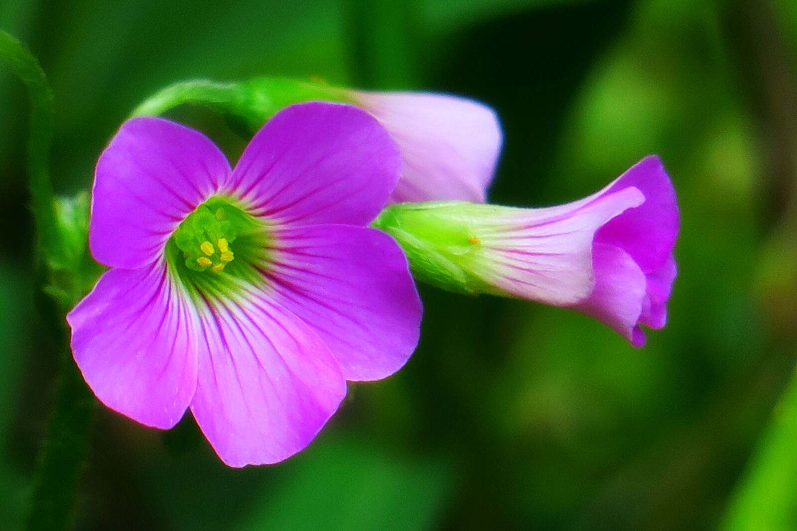 Canon PowerShot G3 X sample photo. Shamrock, hong kong, clover photography