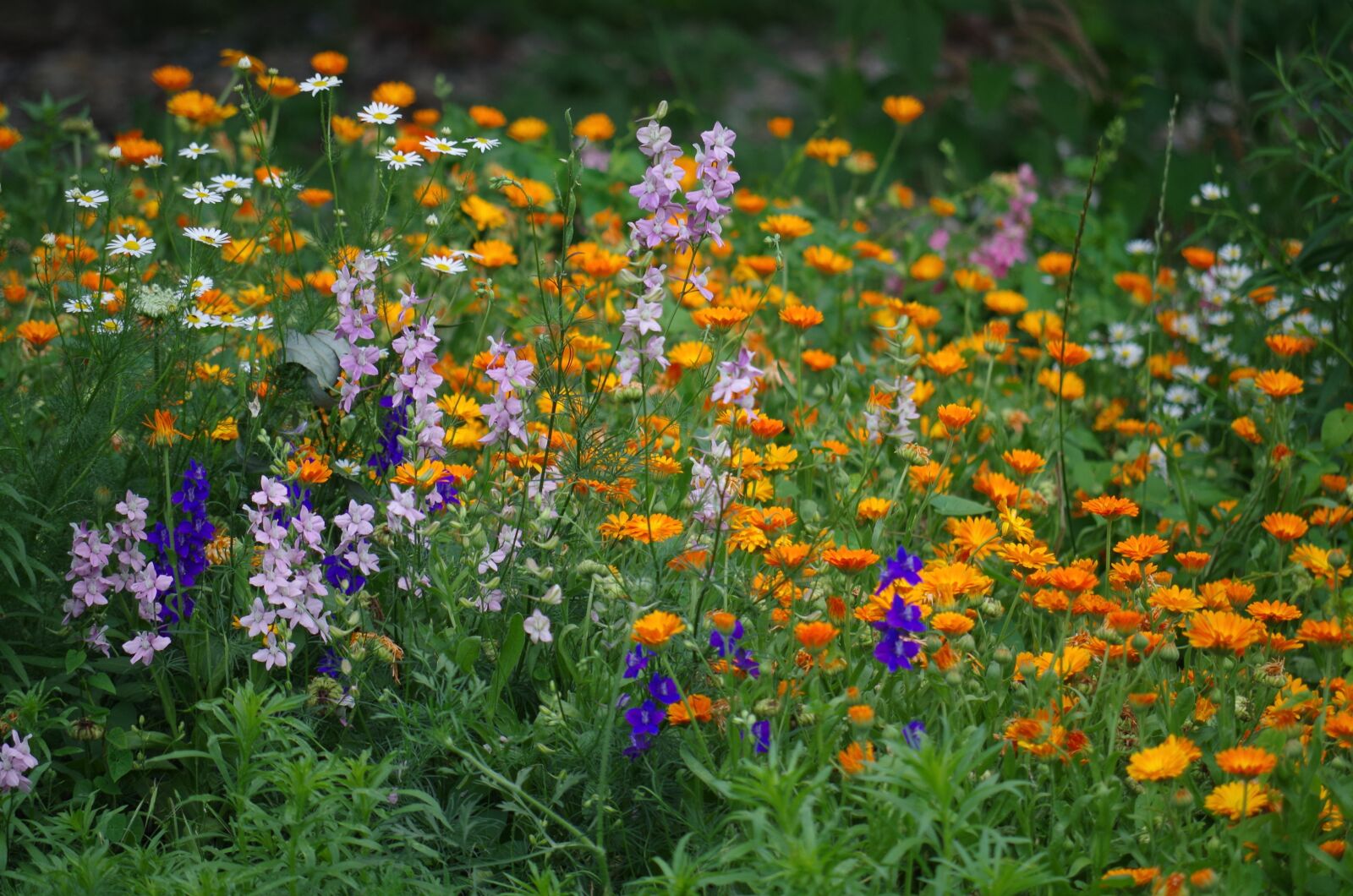 Pentax K-500 sample photo. Flowers, margarétky, marigolds photography