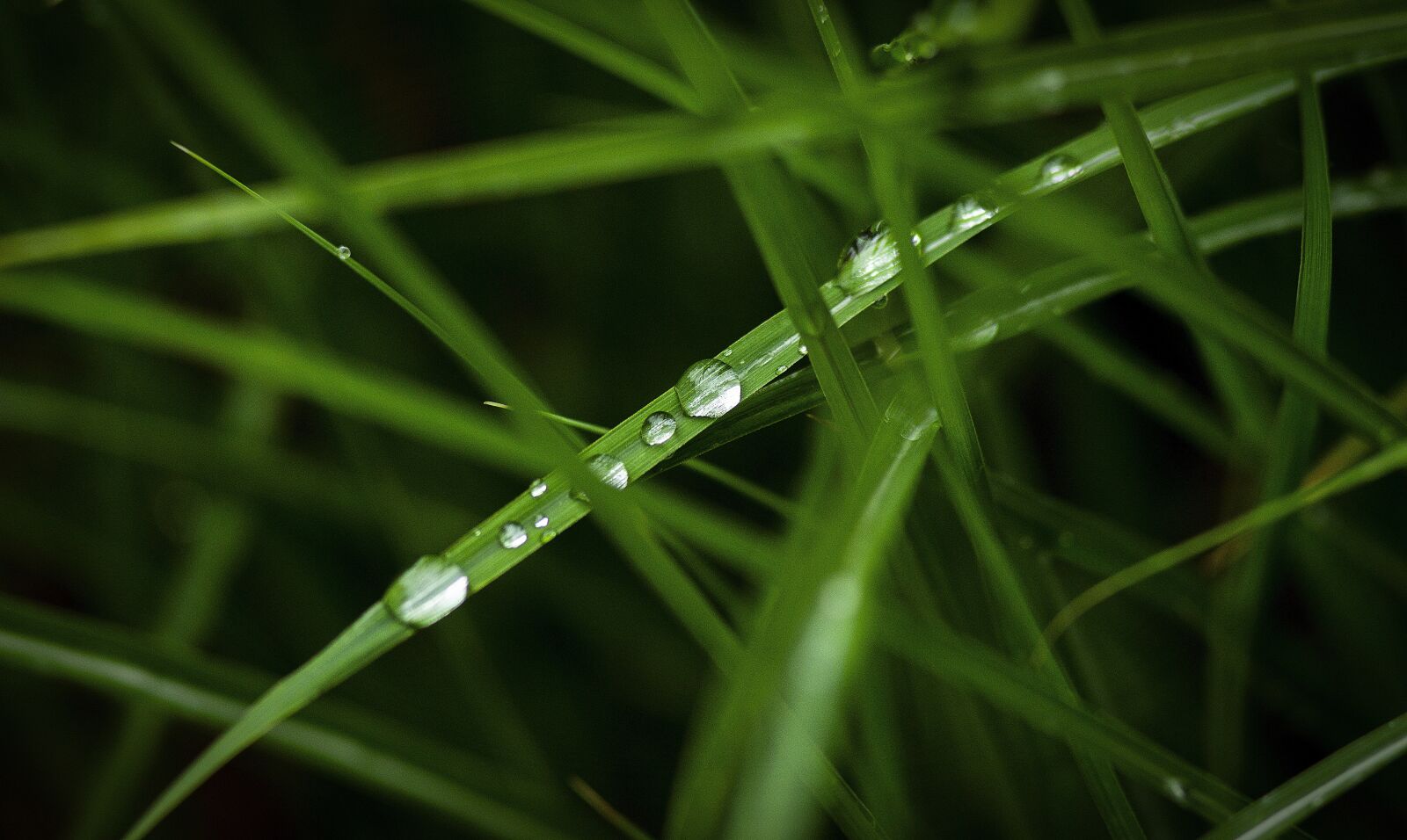 Canon EOS 1200D (EOS Rebel T5 / EOS Kiss X70 / EOS Hi) sample photo. Grass, green, cspp photography