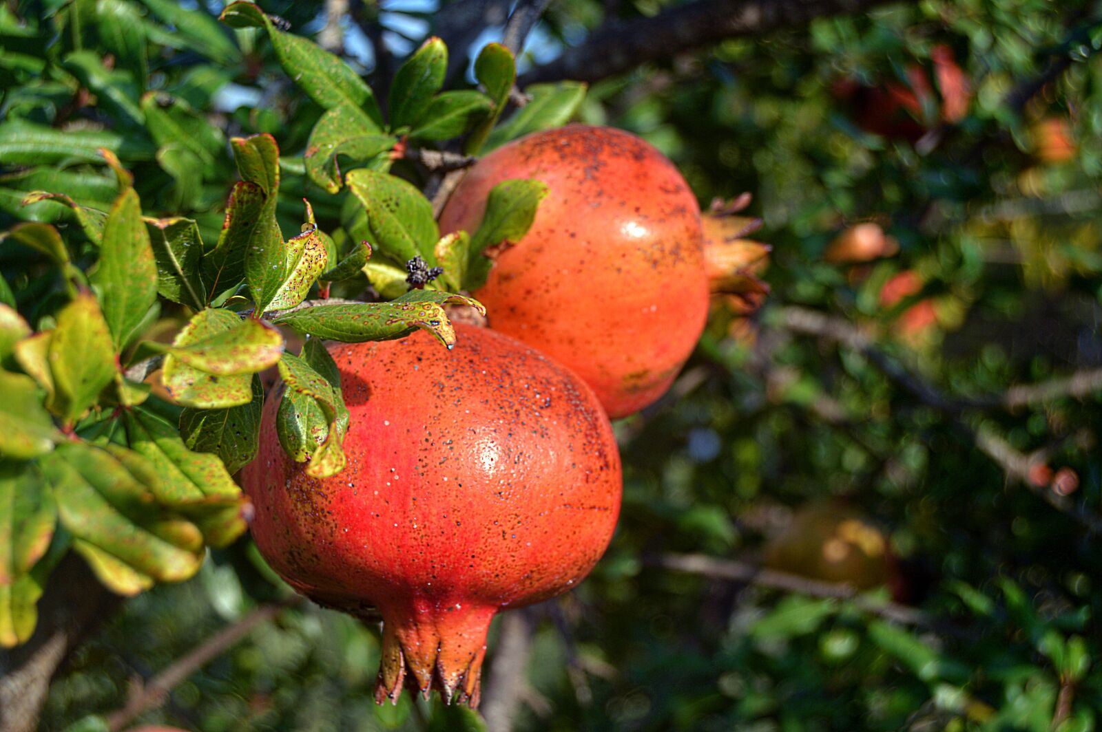 Nikon D3200 sample photo. Grenades, fruit, granado photography