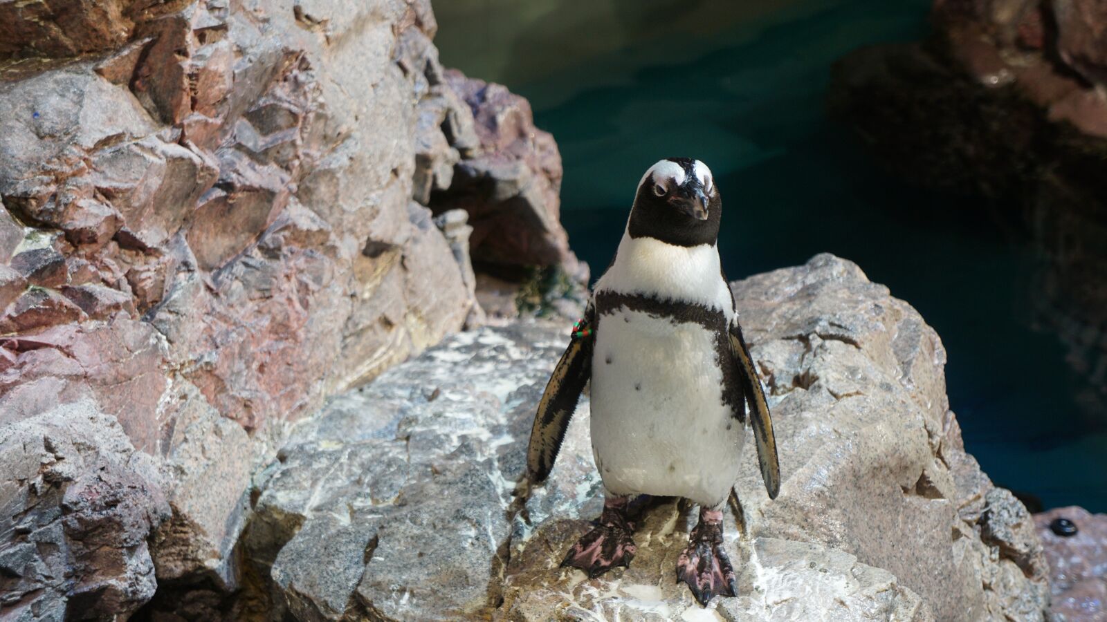 Sony a6000 + Sony E 18-55mm F3.5-5.6 OSS sample photo. Penguin, playing, penguins photography