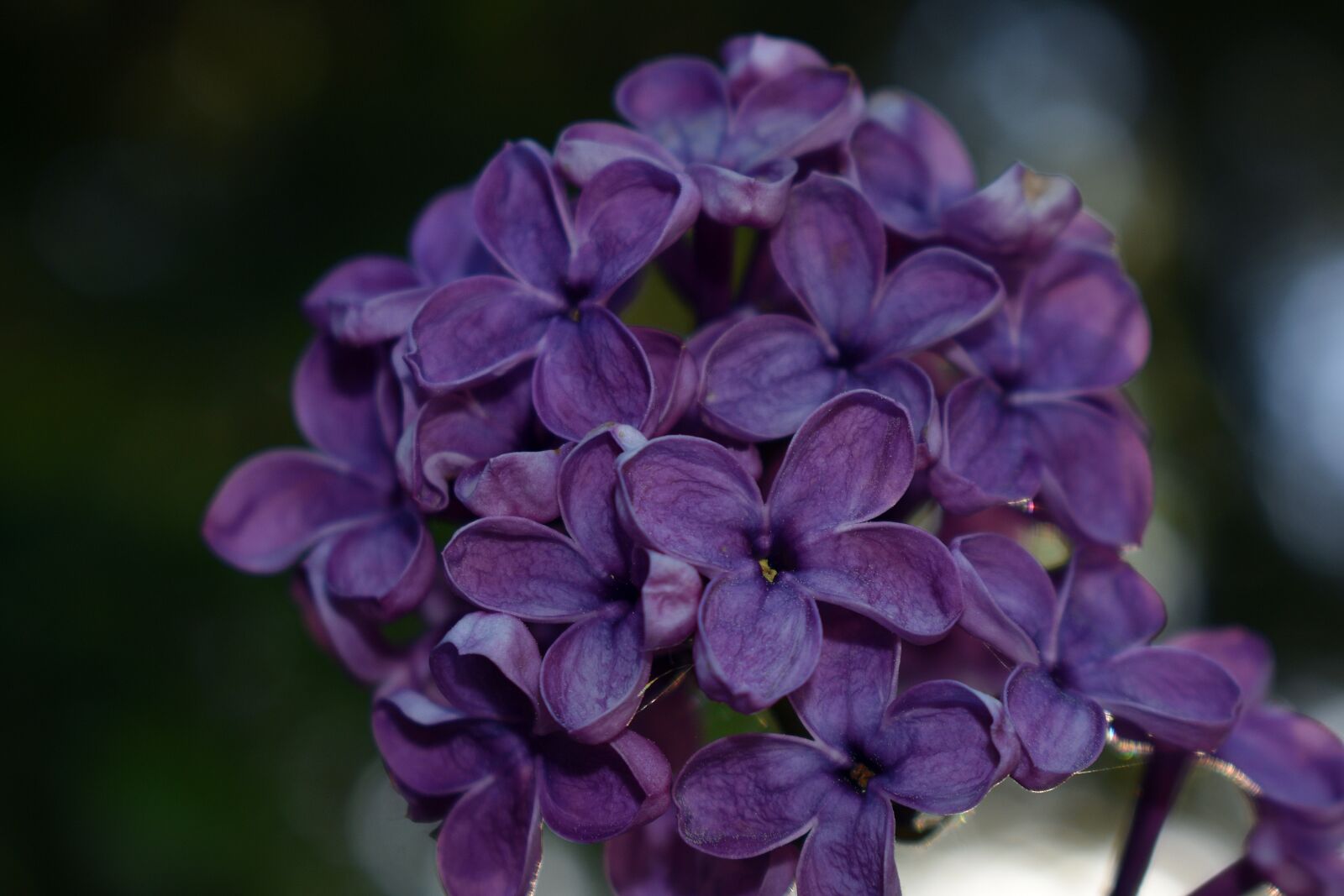 Nikon D3400 sample photo. Spring, may, without photography