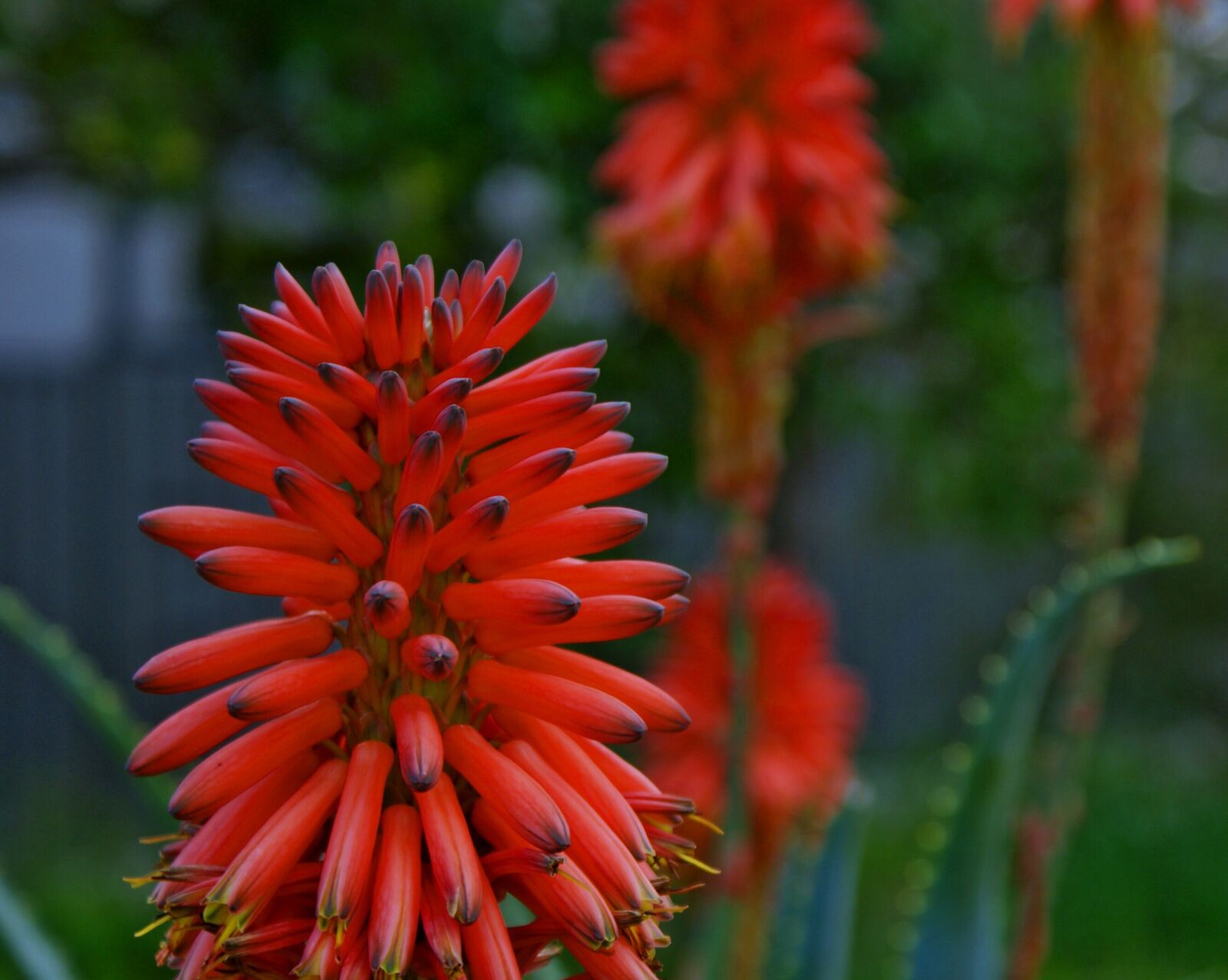 Sony Alpha DSLR-A200 sample photo. Native, fauna, flower photography