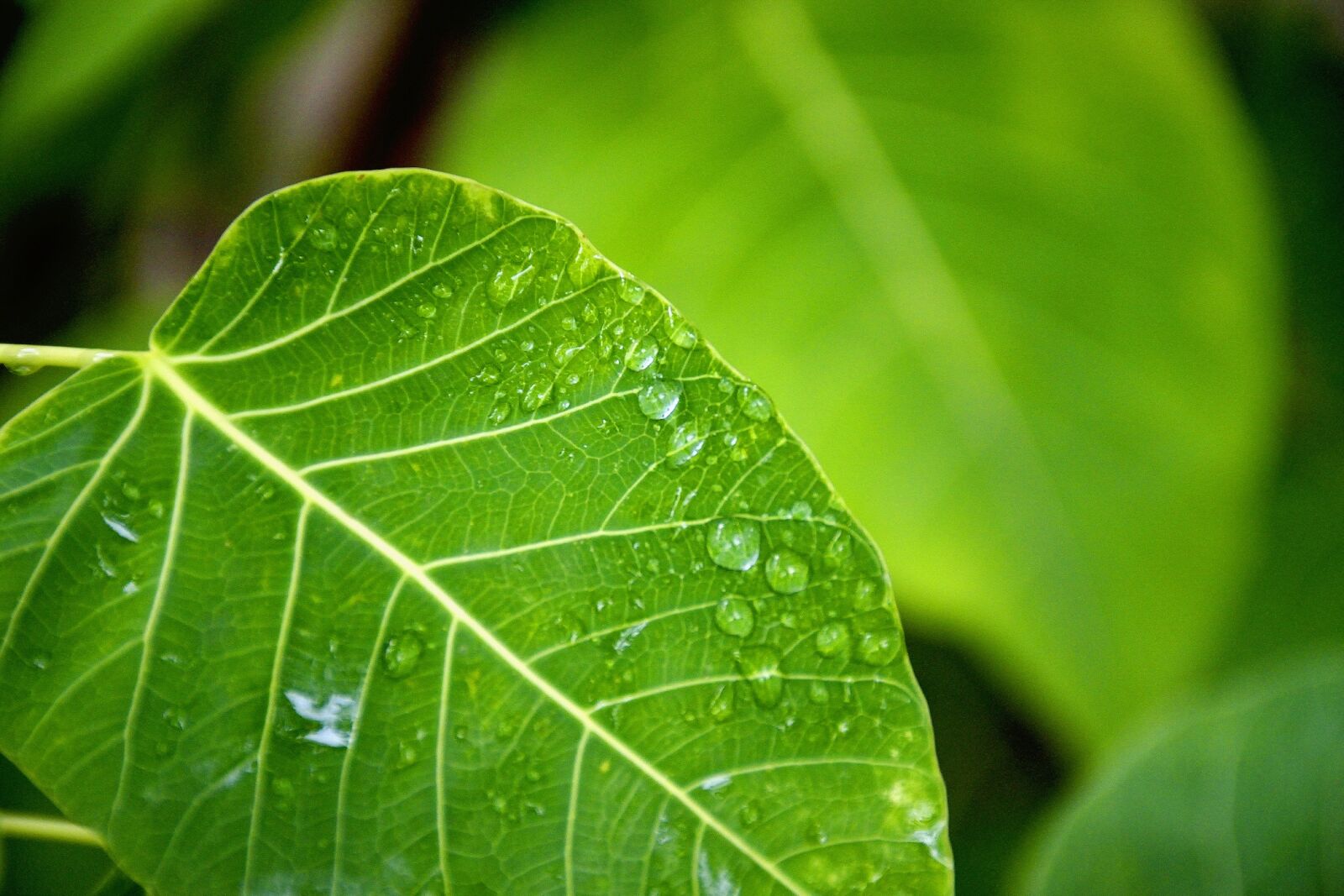 Nikon D5300 sample photo. Nature, plants, green photography