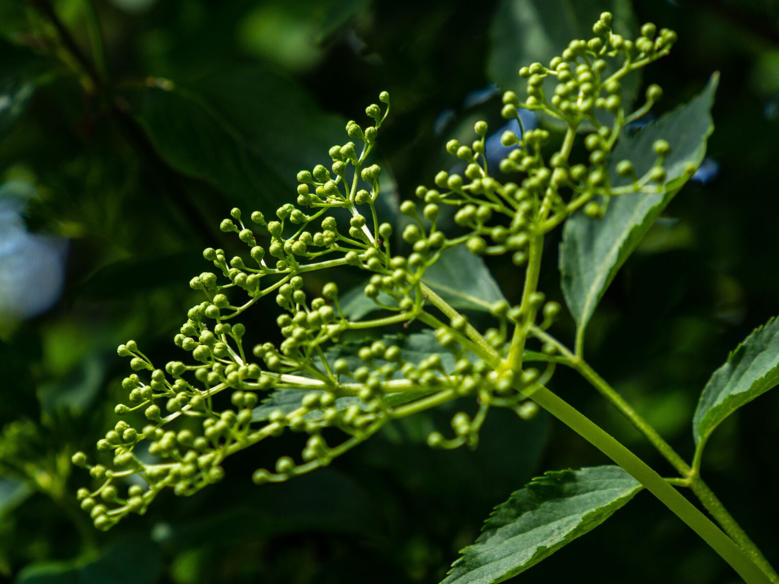 Olympus OM-D E-M10 III sample photo. Black without, fruits, forest photography