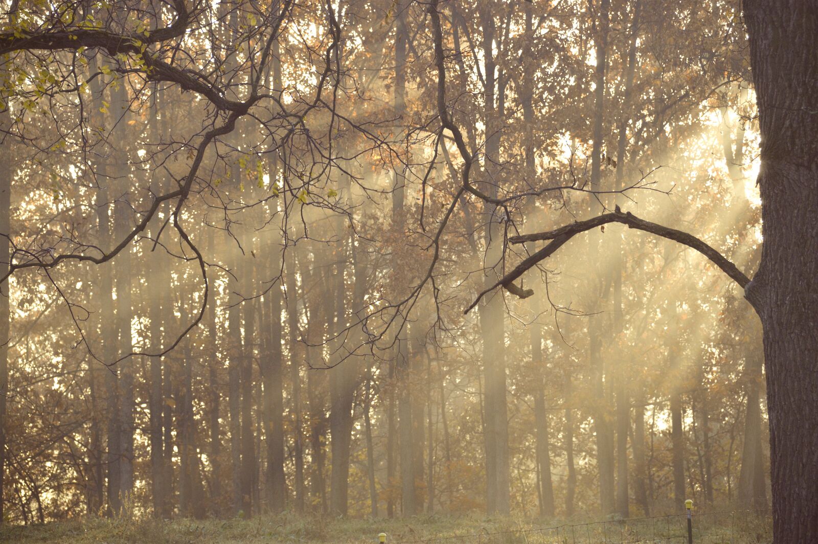 Nikon D3200 sample photo. Tree, wood, branch photography
