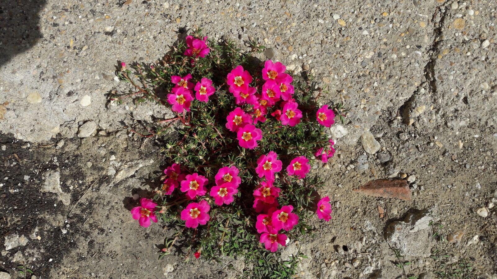 Samsung Galaxy A5(2016) sample photo. Concrete, flower, nature photography
