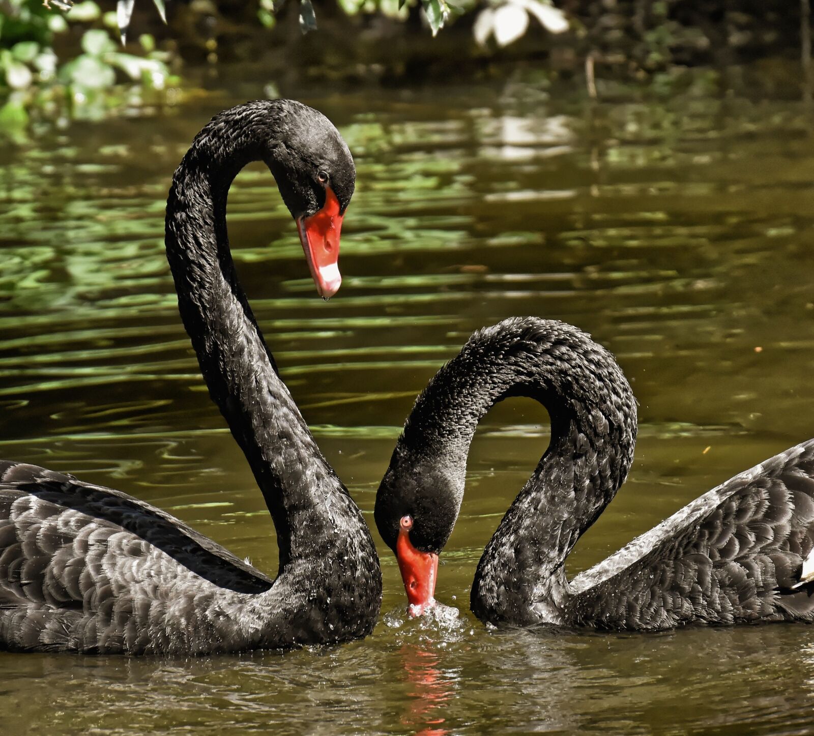 Nikon D7200 sample photo. Swan, black, pair photography